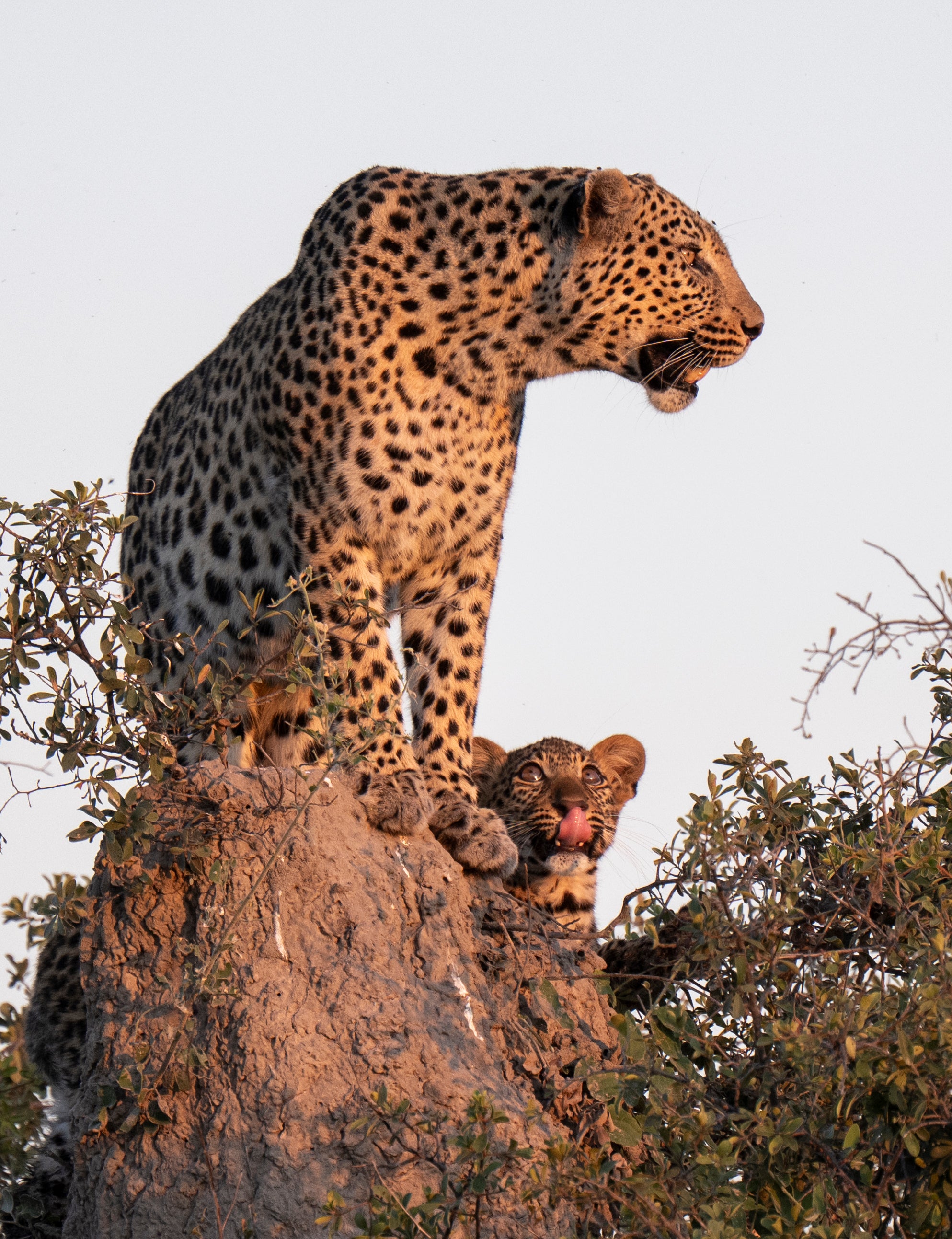 Leopard Role Modelling