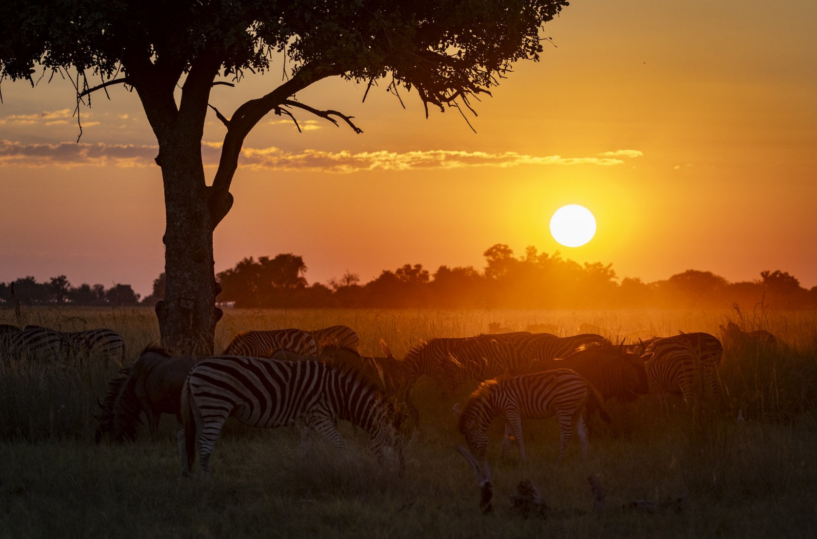 Zebras at Sunset