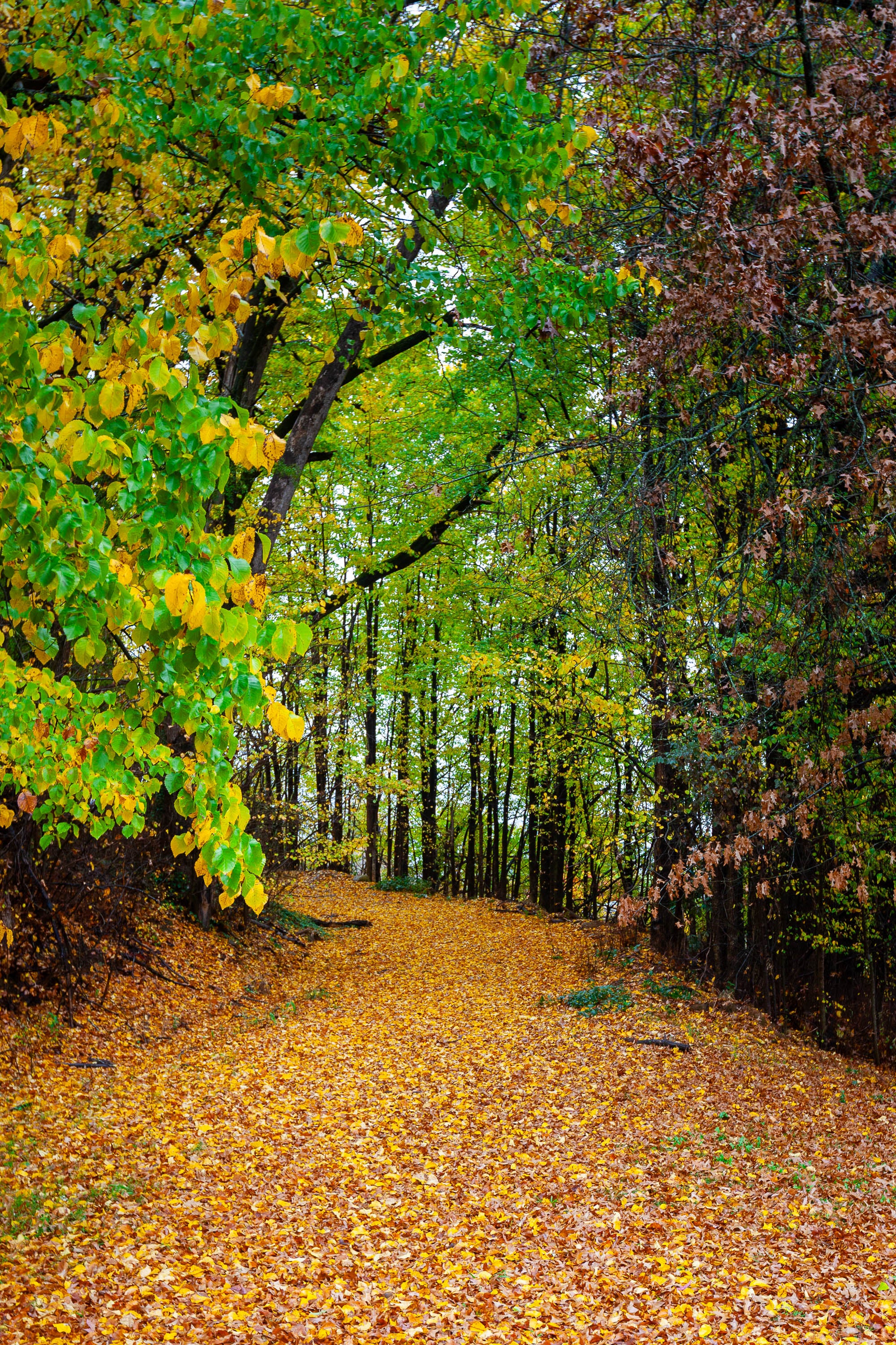 Autumn Driveway, Bright VIC