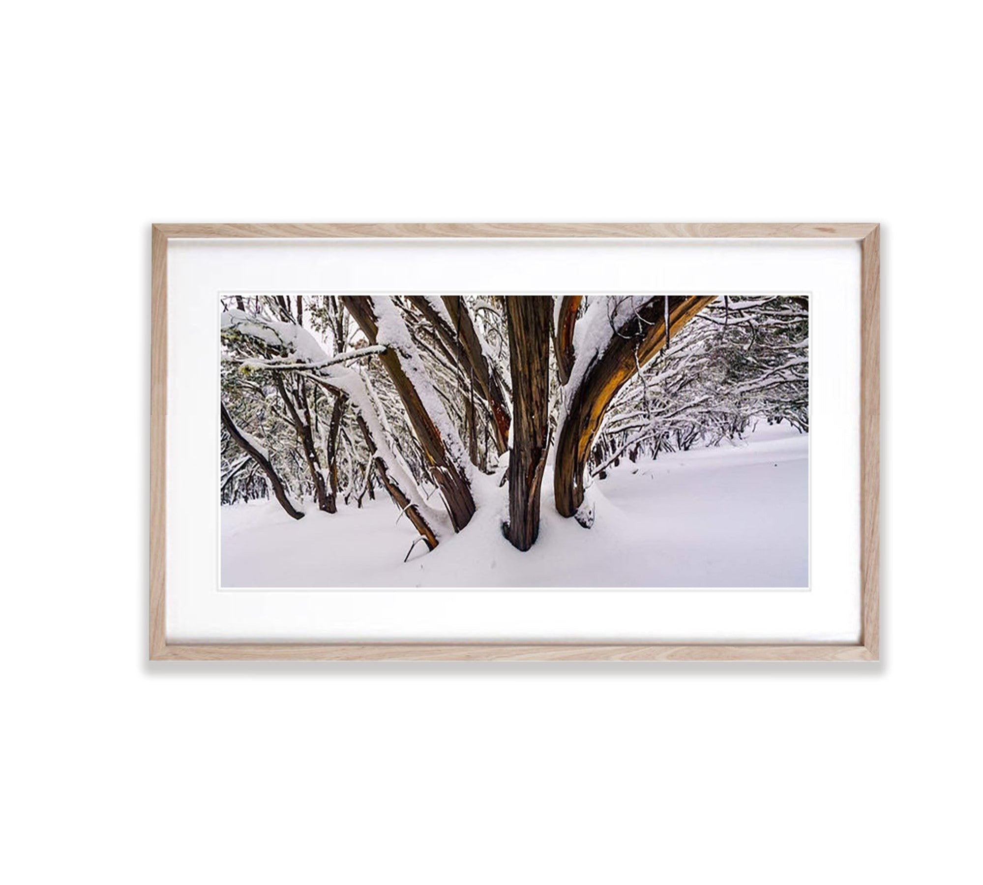 Buller Forest - Victorian High Country