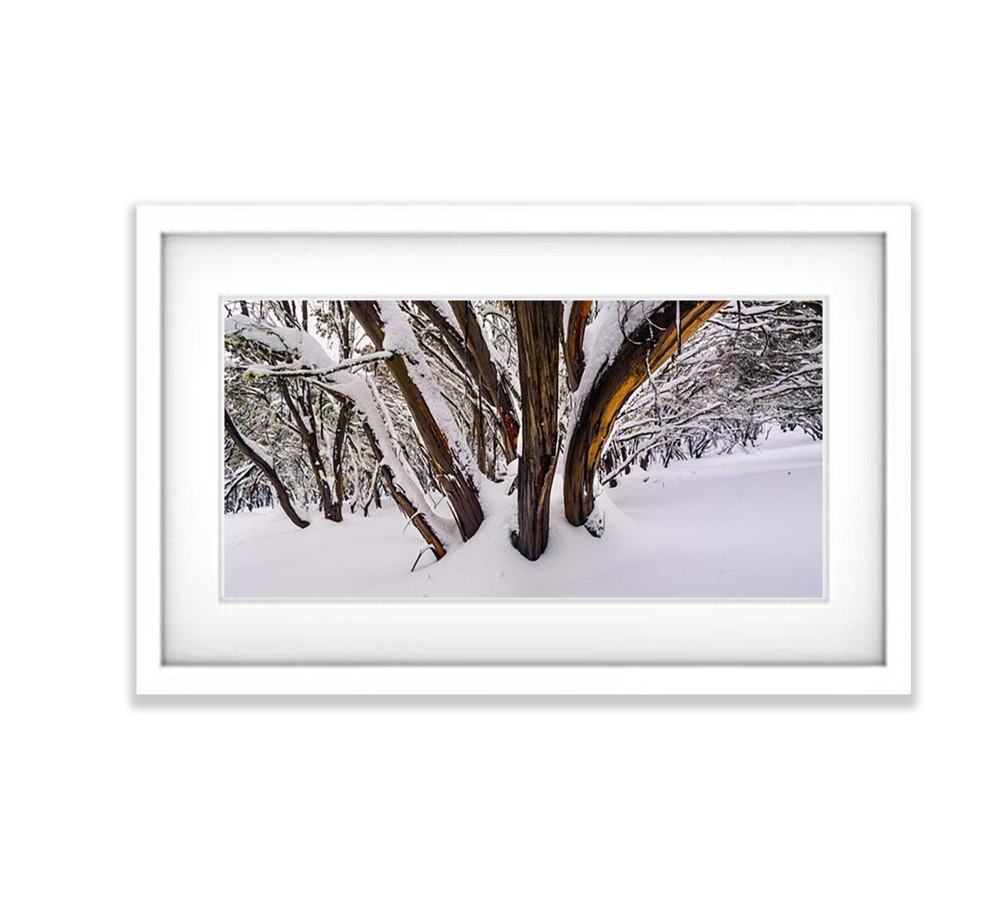 Buller Forest - Victorian High Country