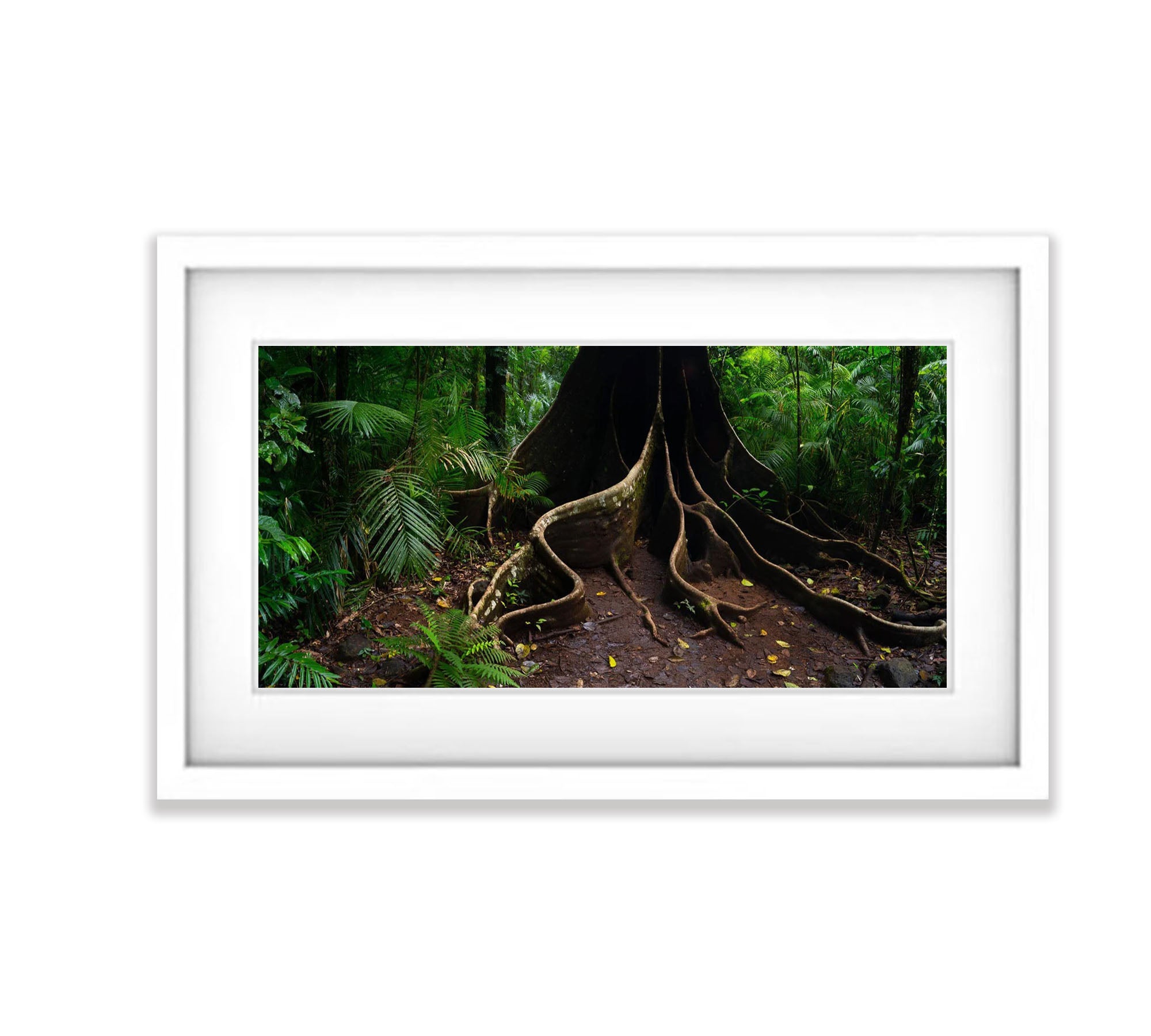 Buttress Tree Root, Far North Queensland