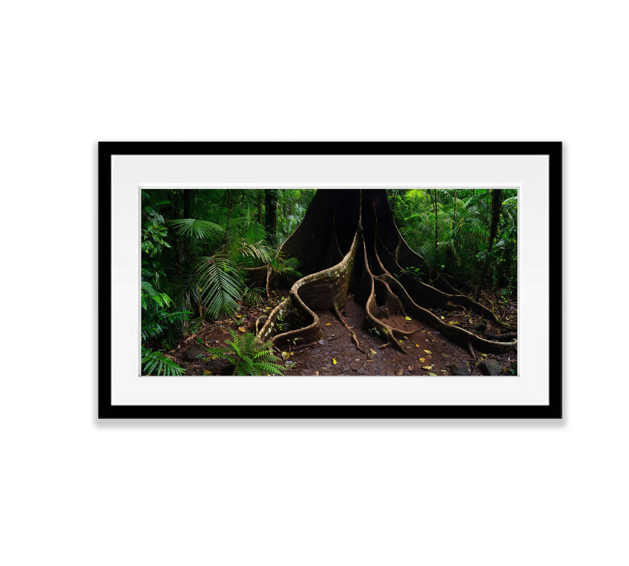 Buttress Tree Root, Far North Queensland