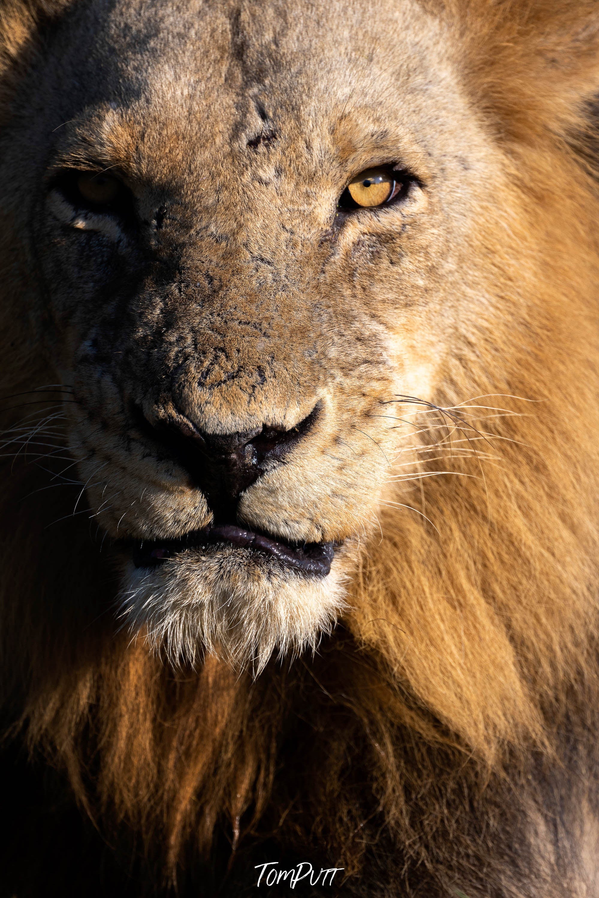The Lion