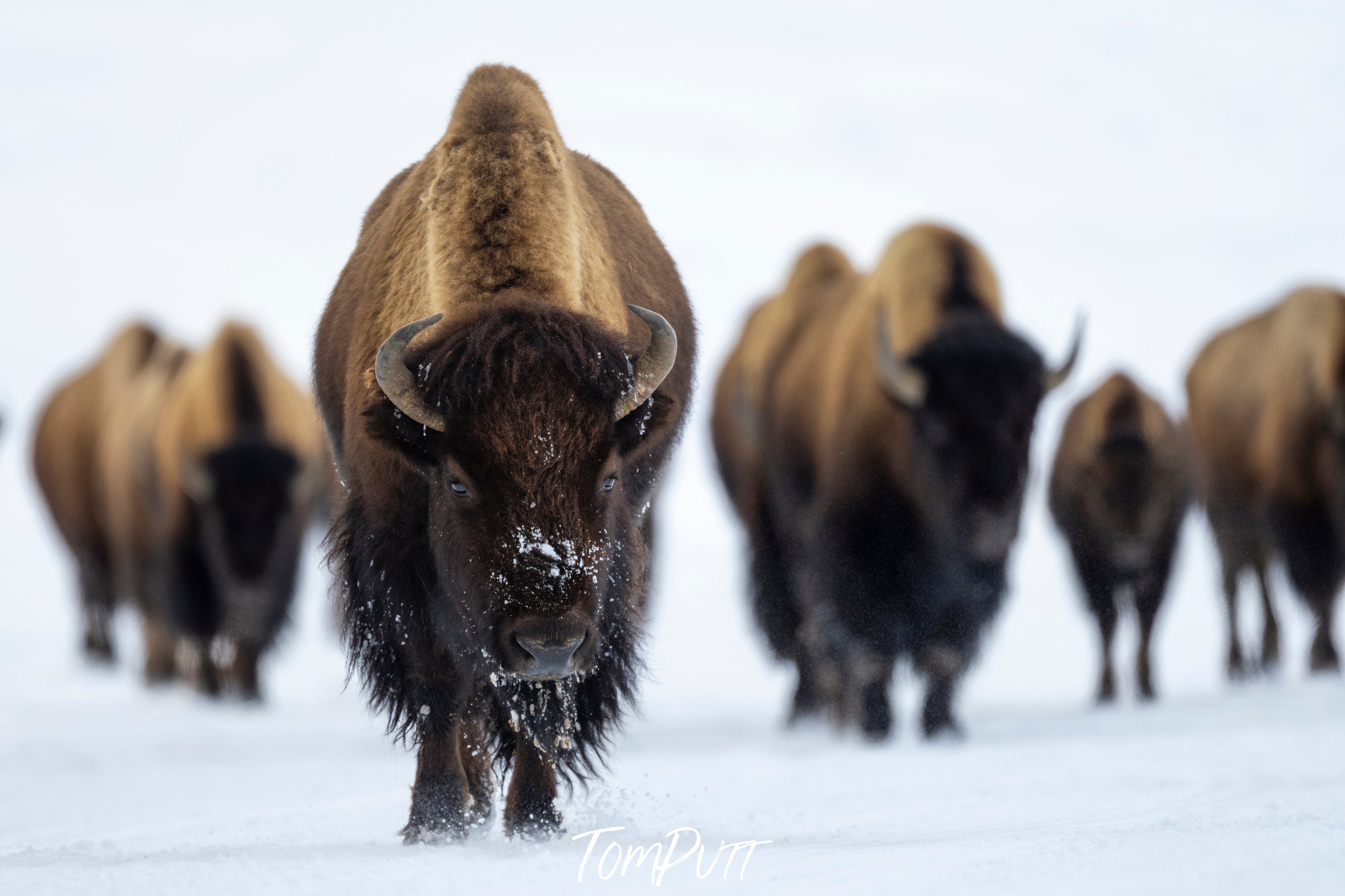 The Bison, Yellowstone NP