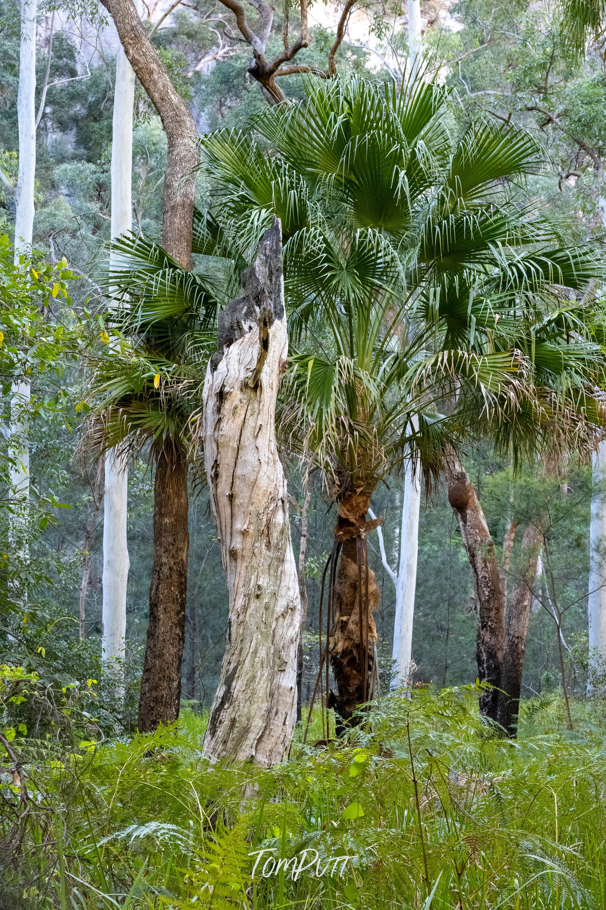 Palms and Gums, Carnarvon Gorge