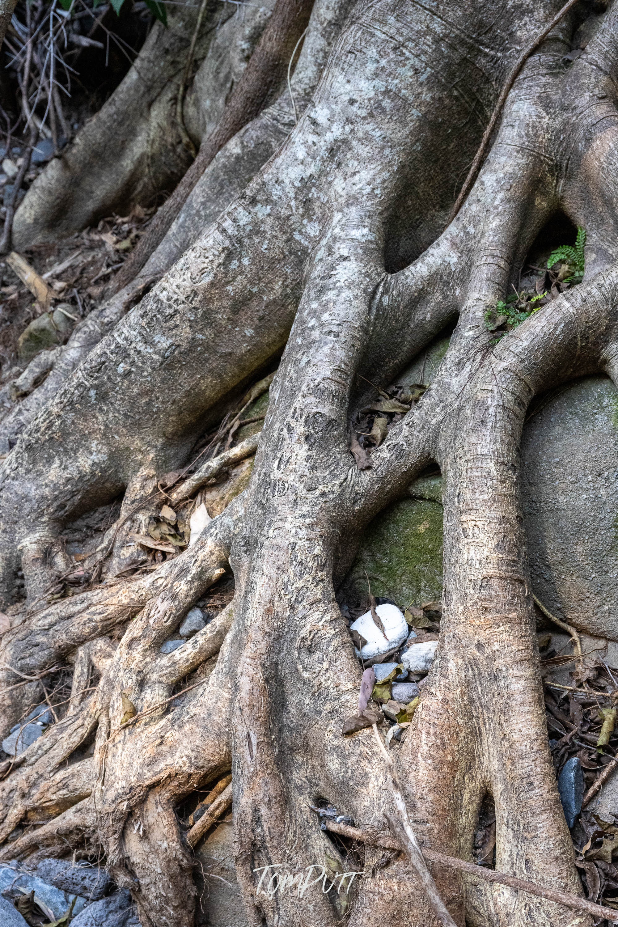Tangled, Carnarvon Gorge
