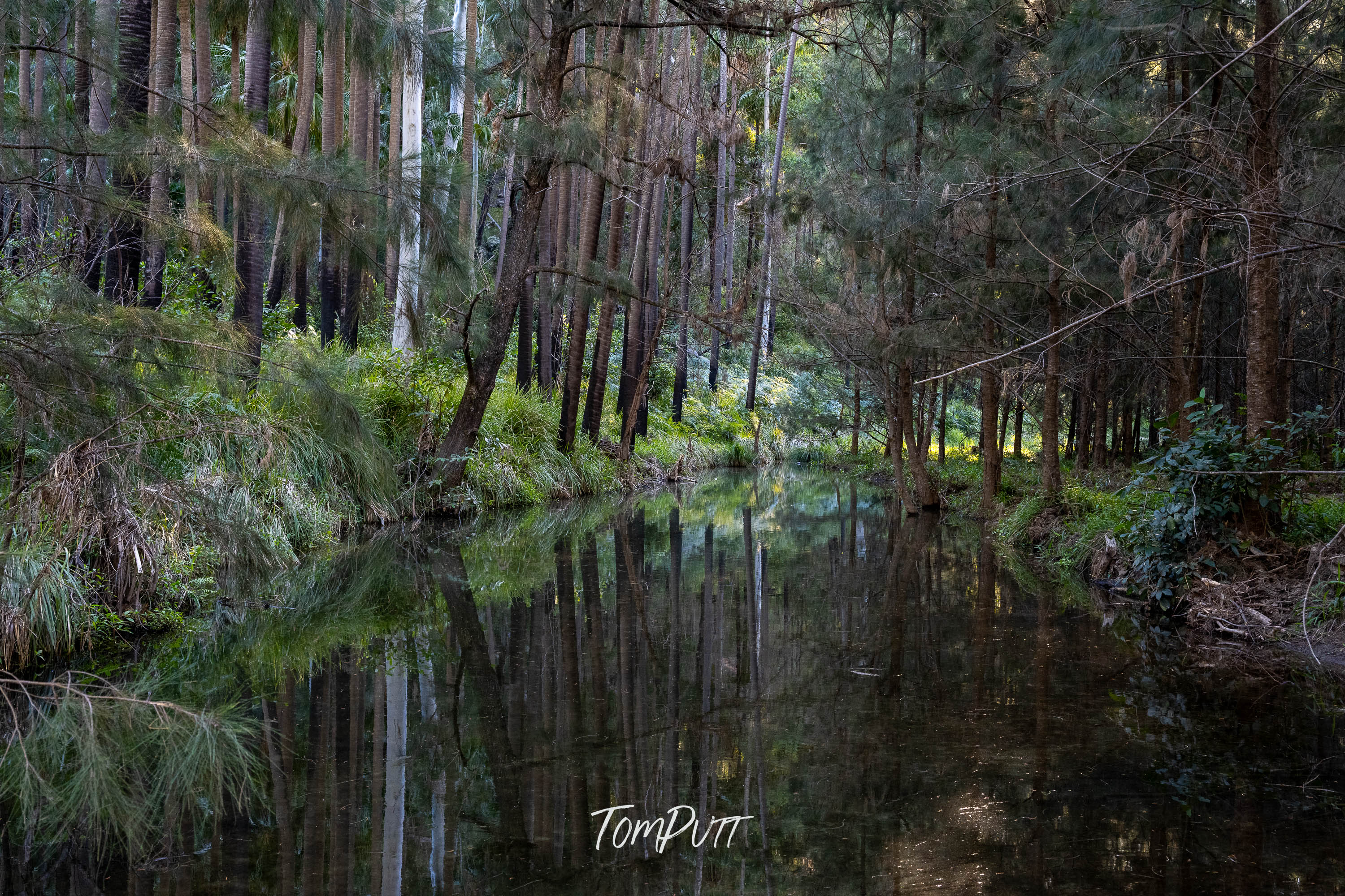 Carnarvon Gorge Reflection