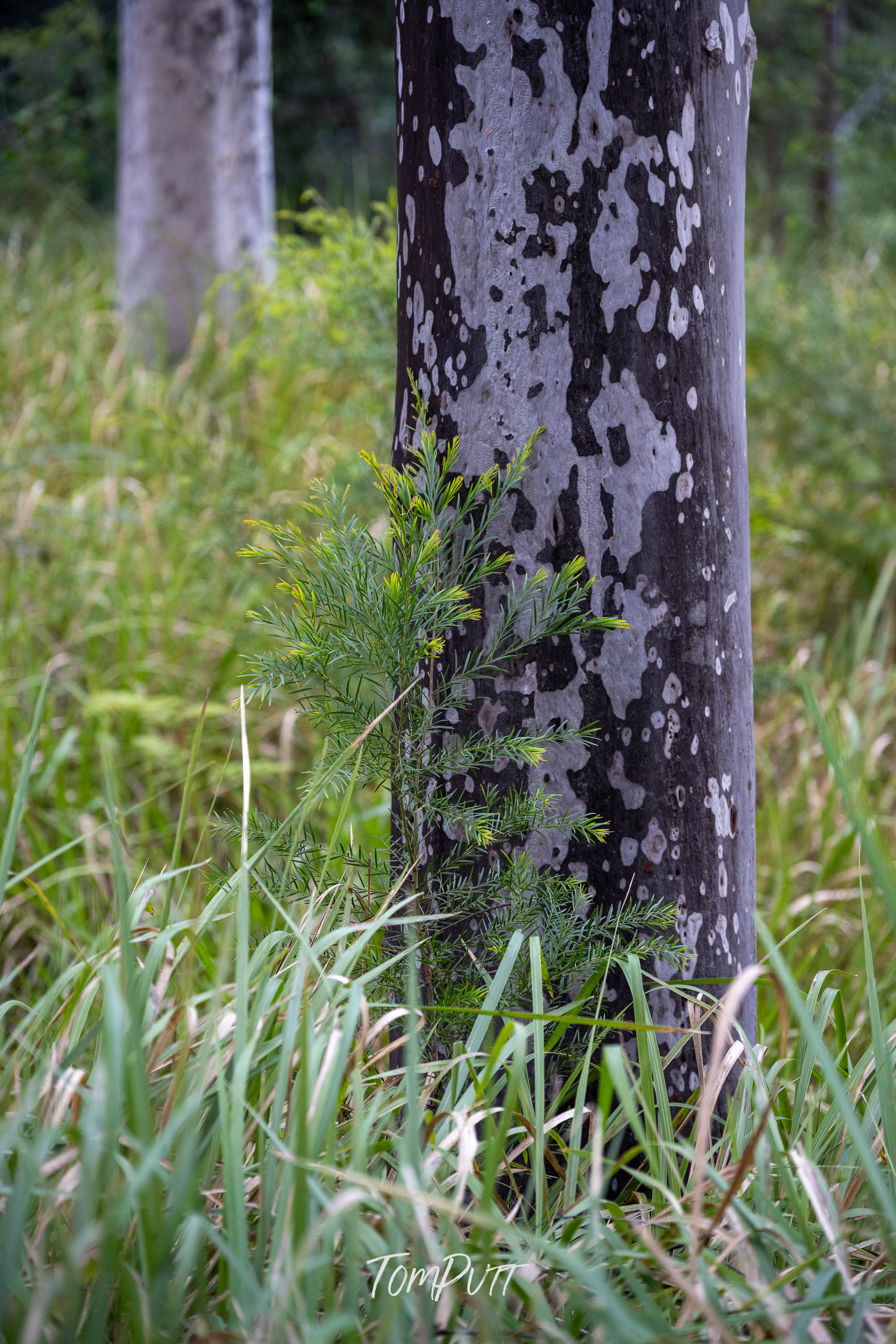 Forest Textures, Carnarvon Gorge