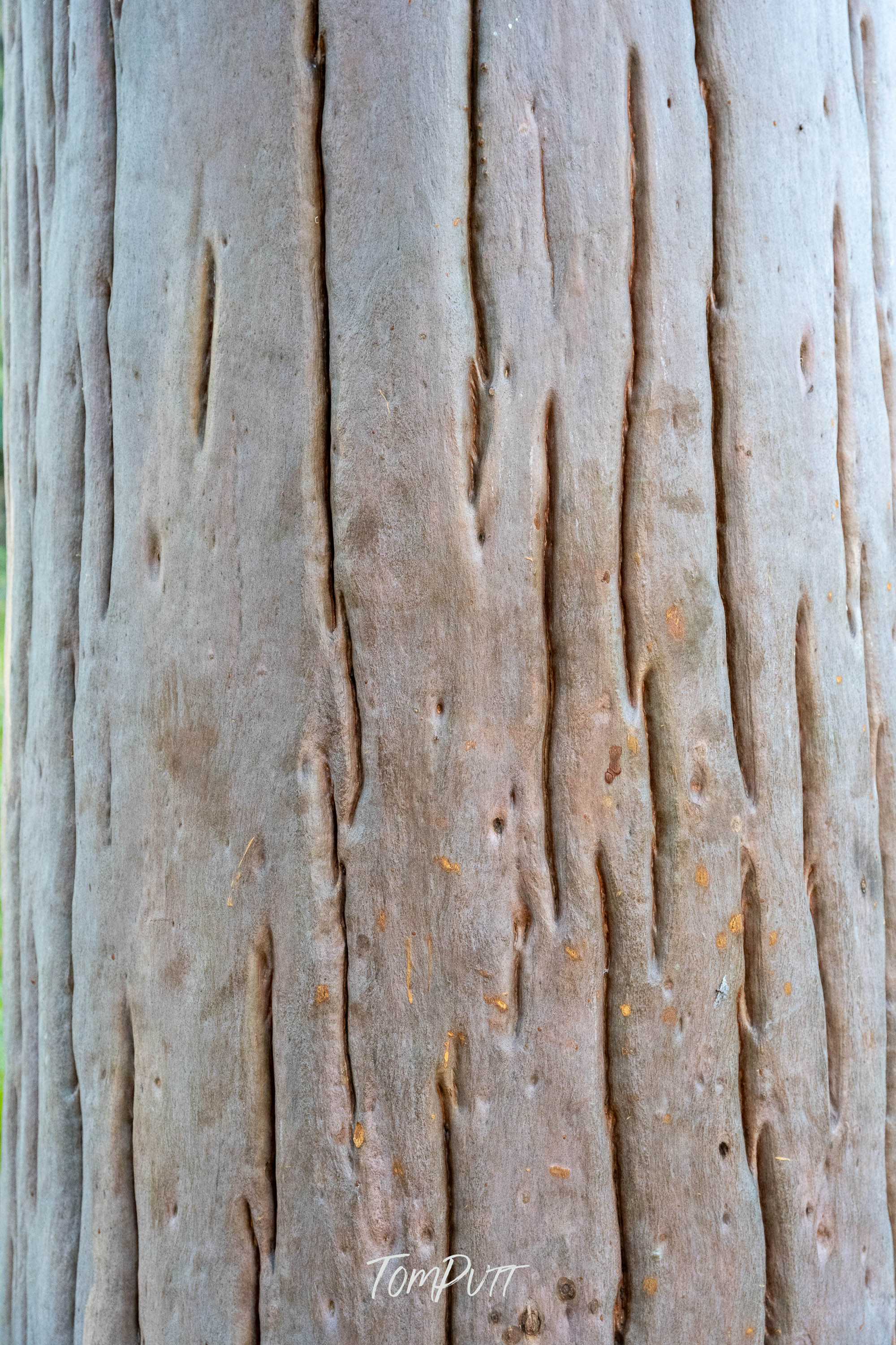 Weathered by Time, Carnarvon Gorge