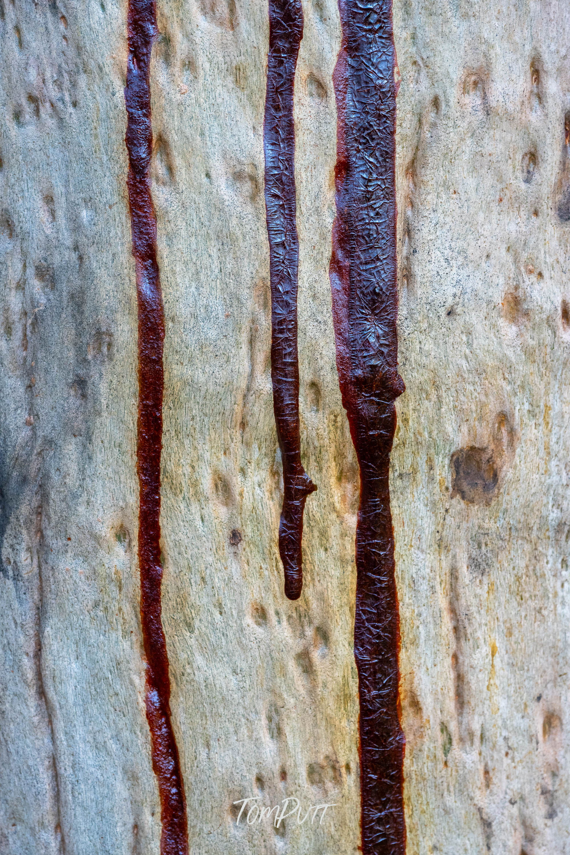 Tree Stripes, Carnarvon Gorge