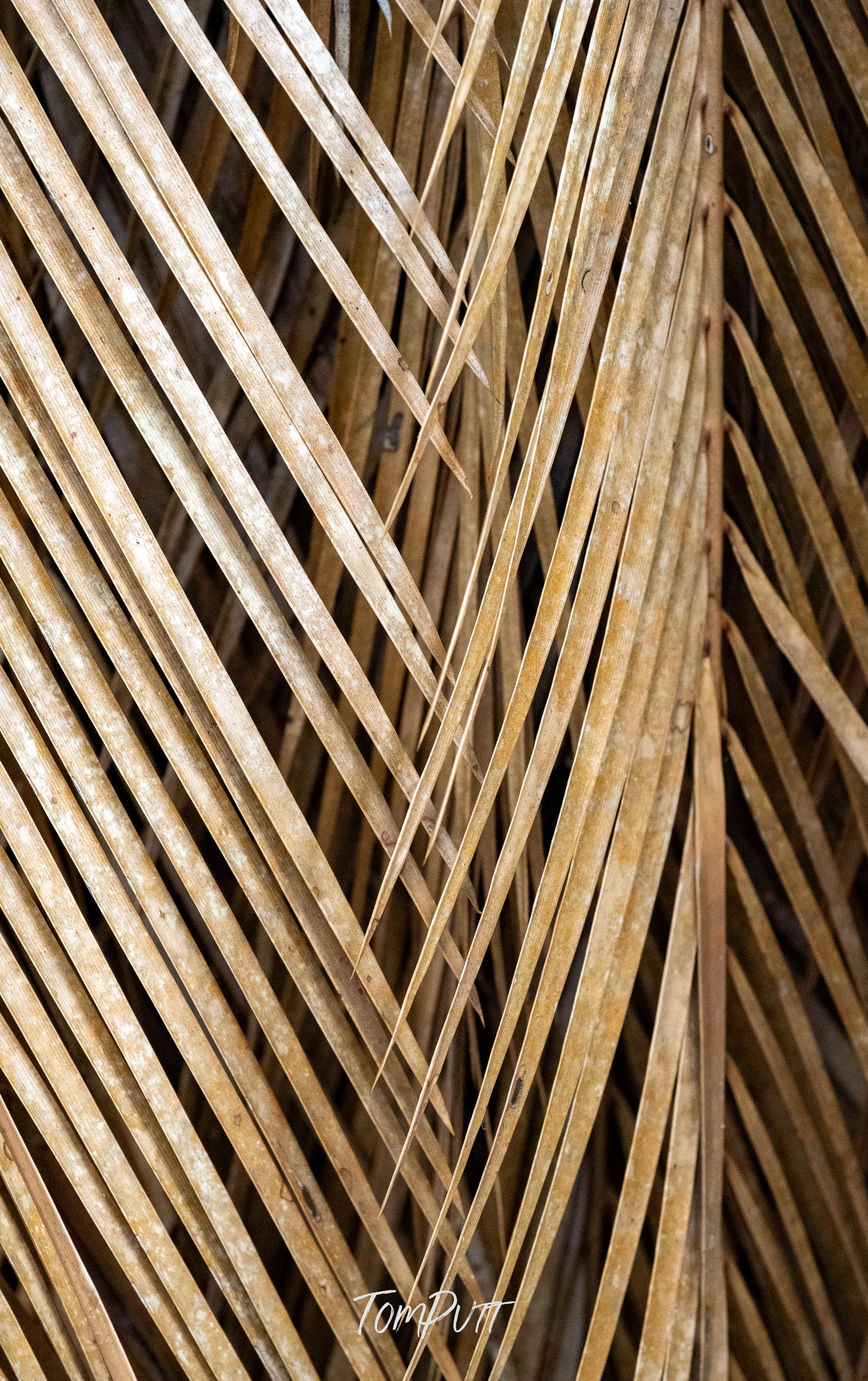 Forest Weave, Carnarvon Gorge