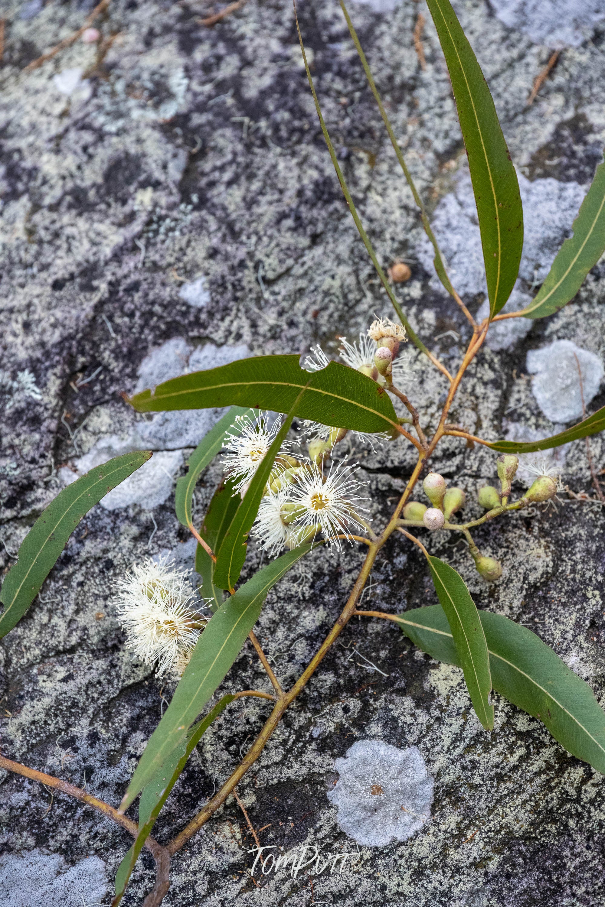 Flowering Gum, Carnarvon Gorge