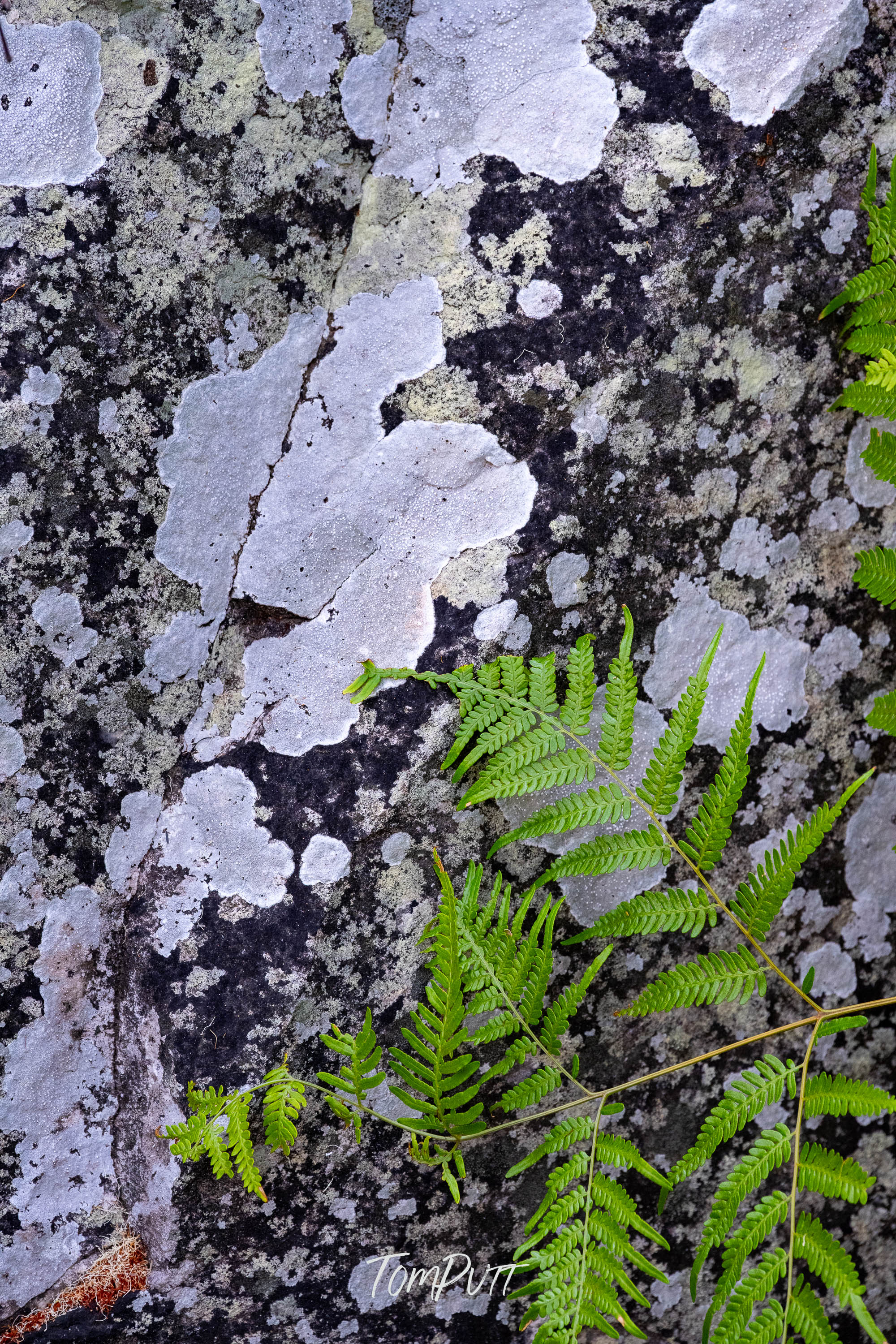 Lichen and Fern, Carnarvon Gorge