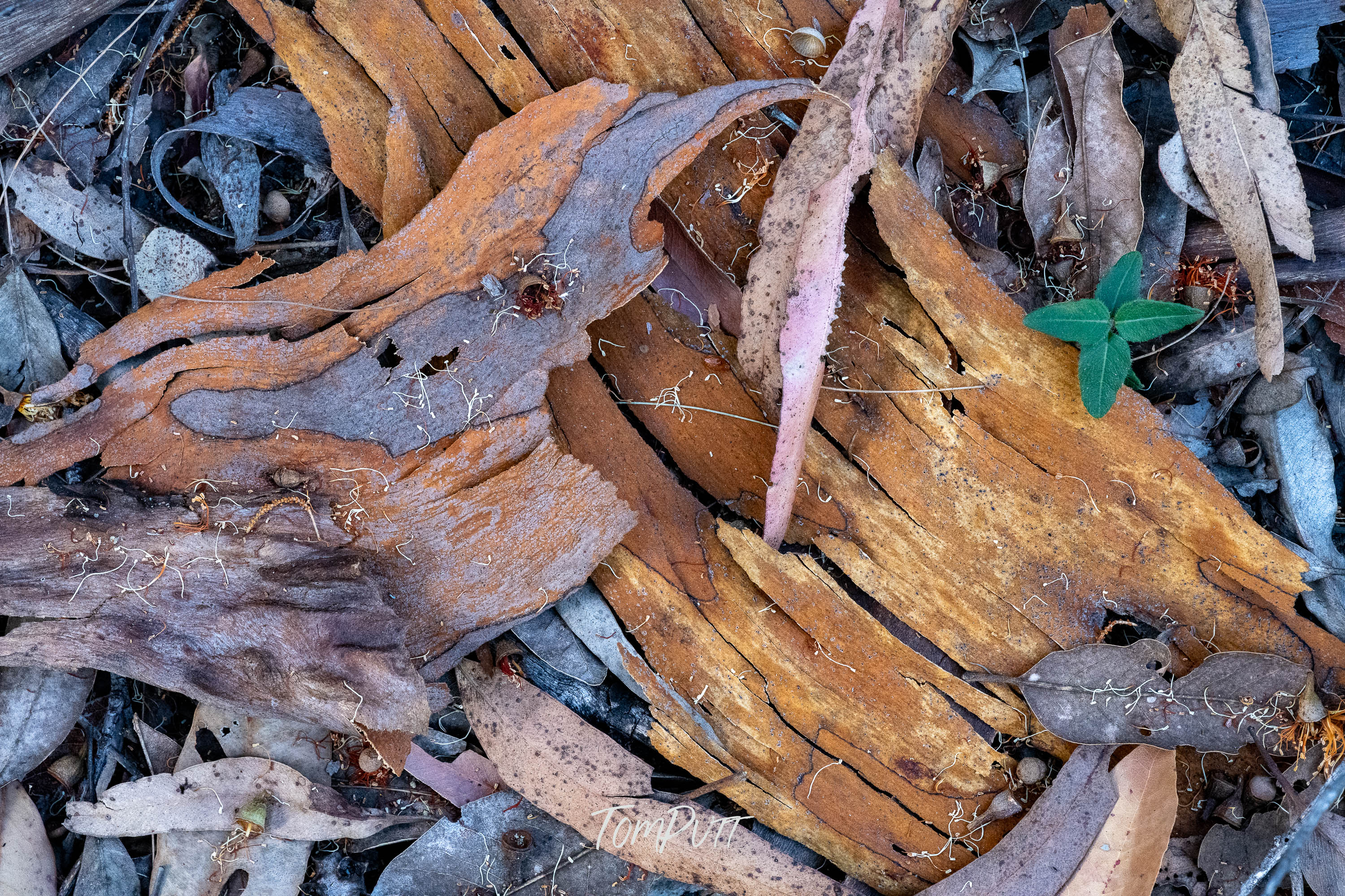 Forest Floor, Carnarvon Gorge