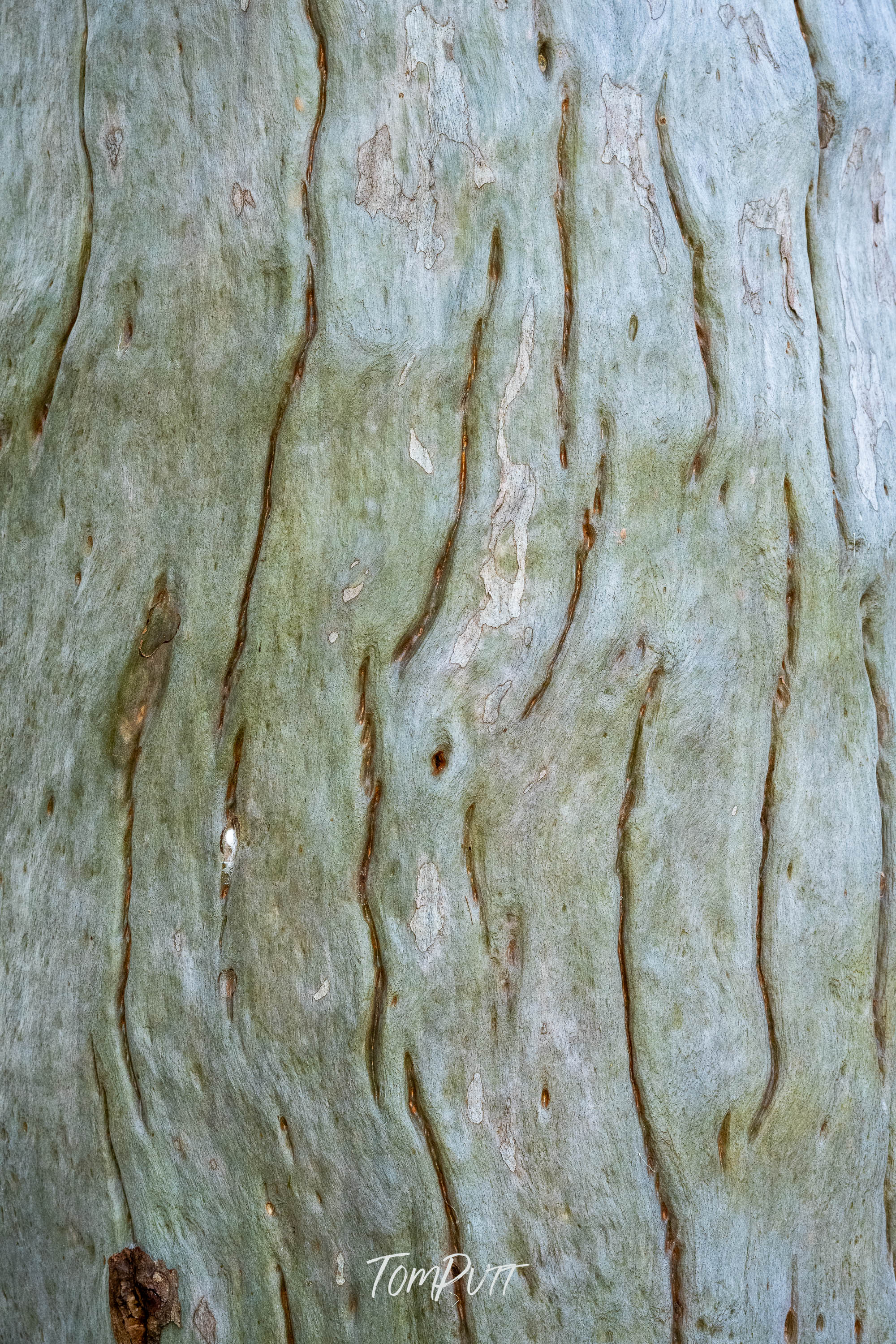 Bark Rhythm, Carnarvon Gorge