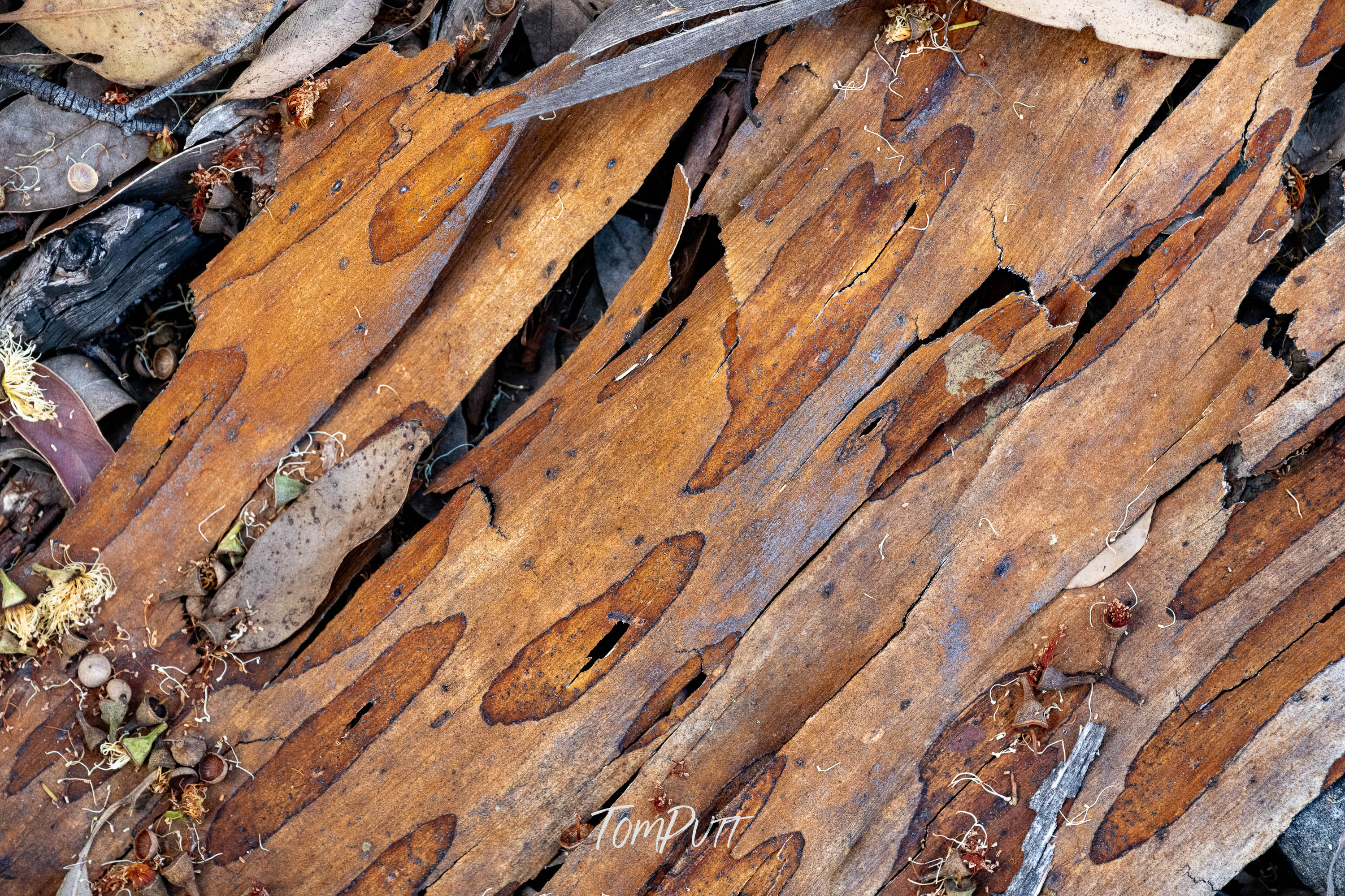 Bark Mosaic, Carnarvon Gorge