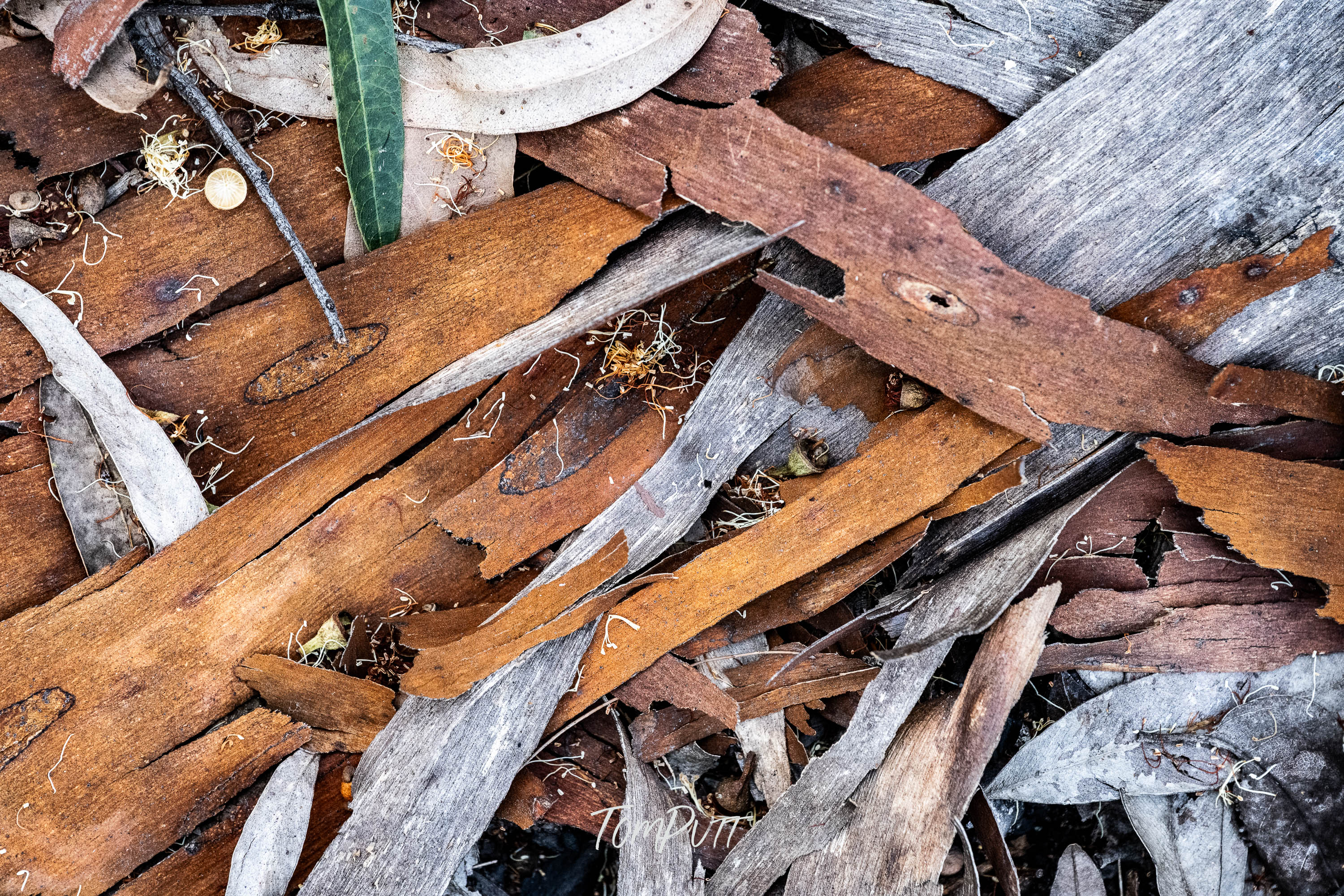 Woven Forest Floor, Carnarvon Gorge