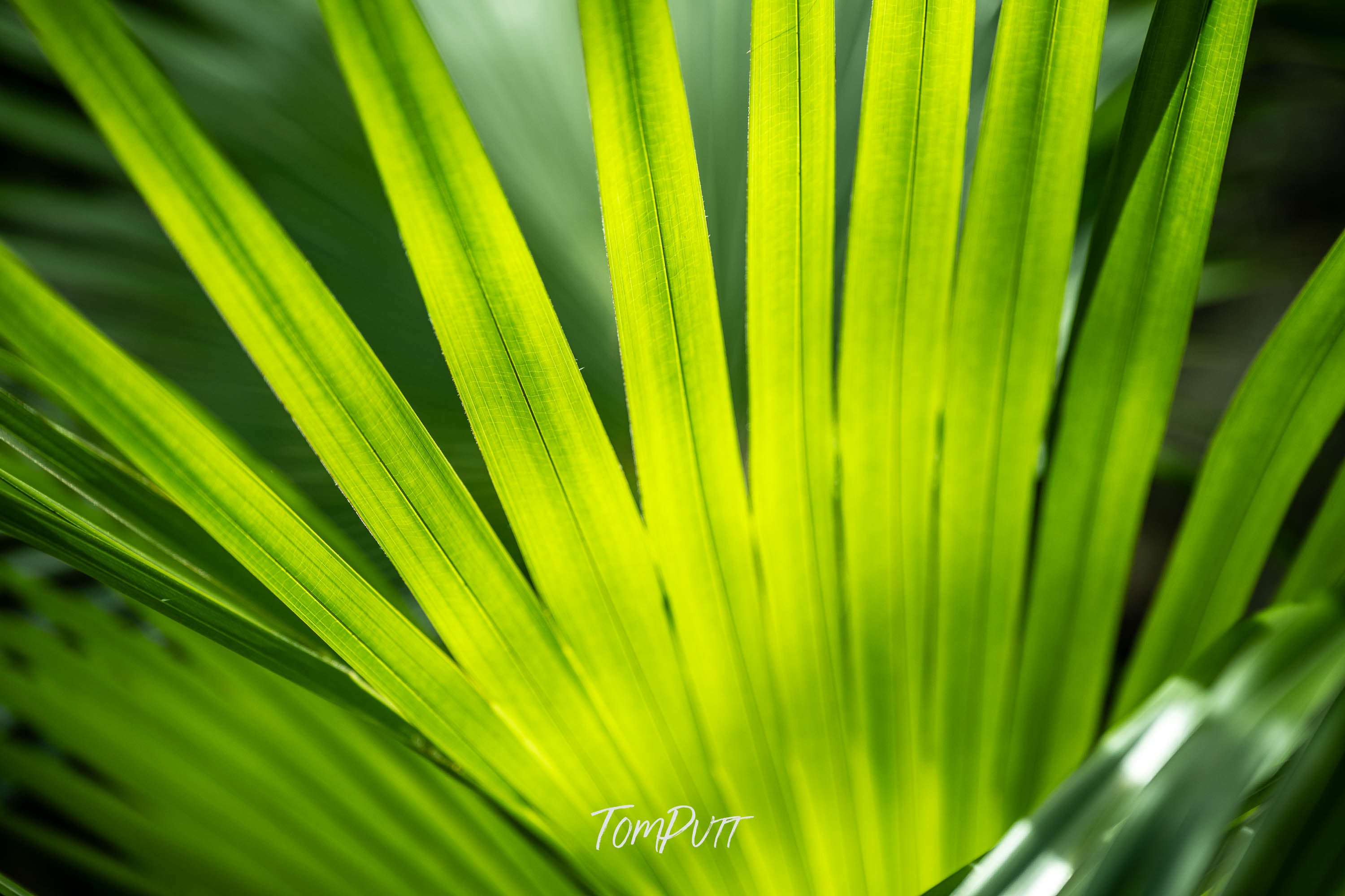 Palm Geometry, Carnarvon Gorge