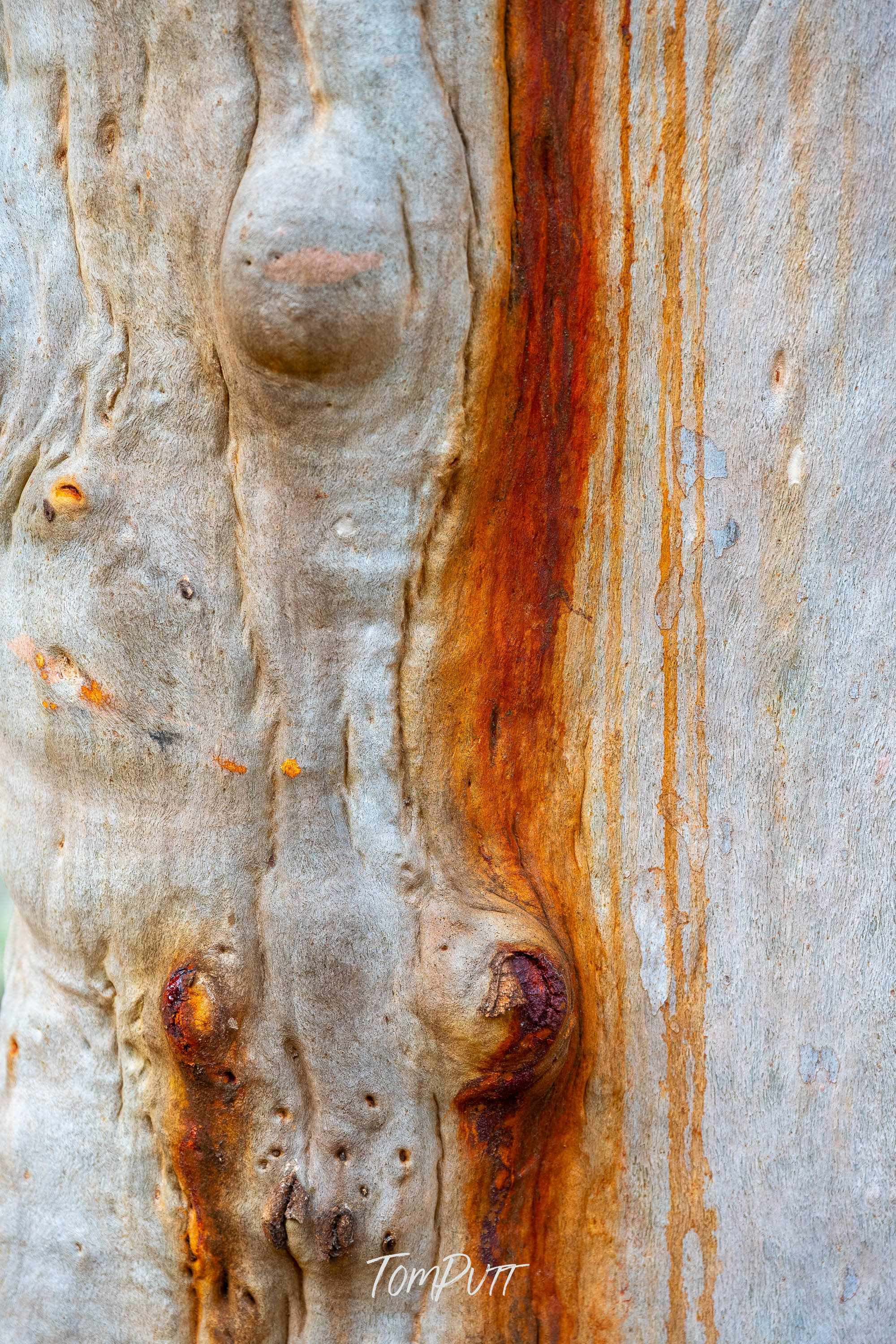 Weathered Skin, Carnarvon Gorge