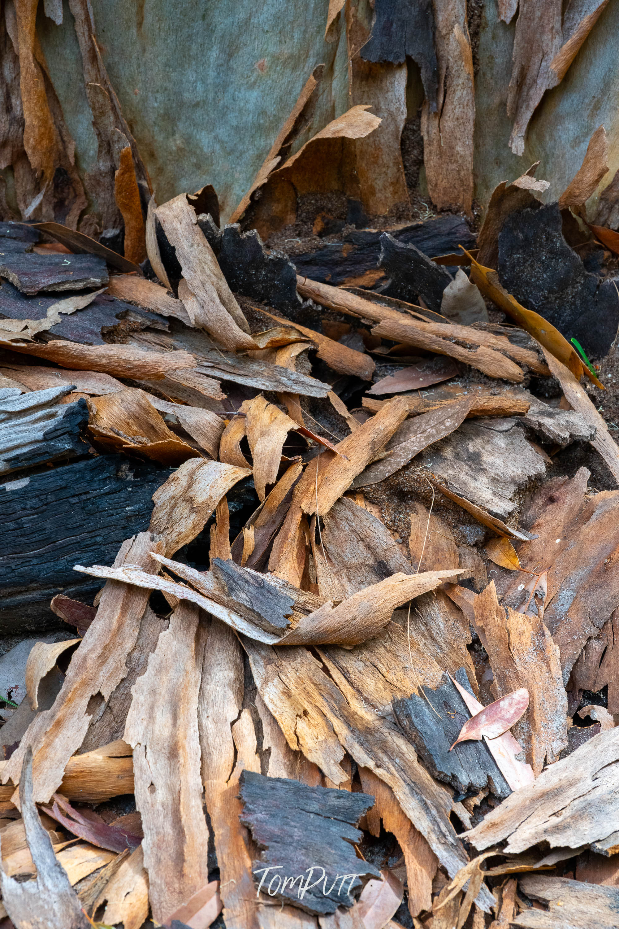 Char and Bark, Carnarvon Gorge