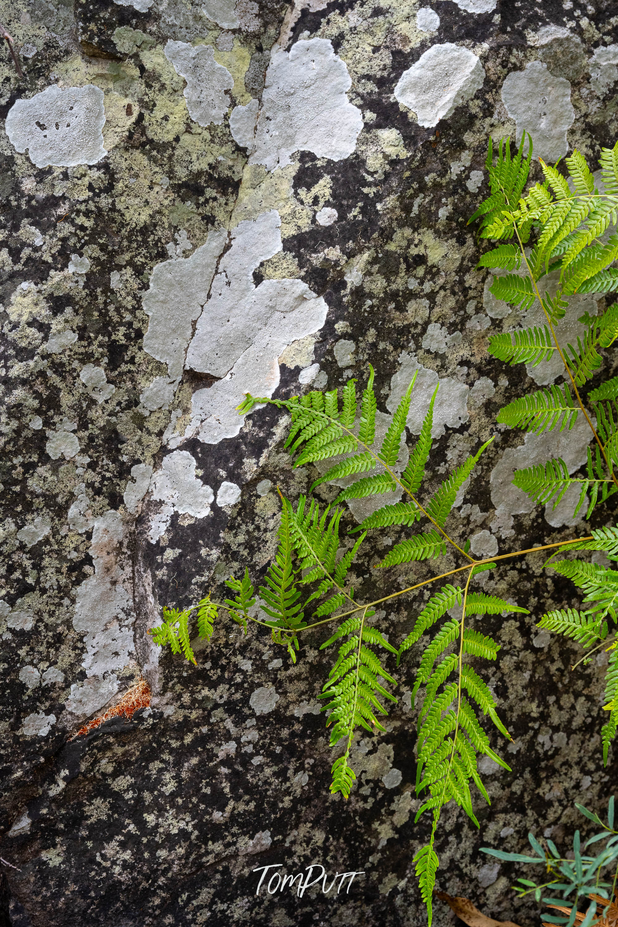 Gentle and Hard, Carnarvon Gorge