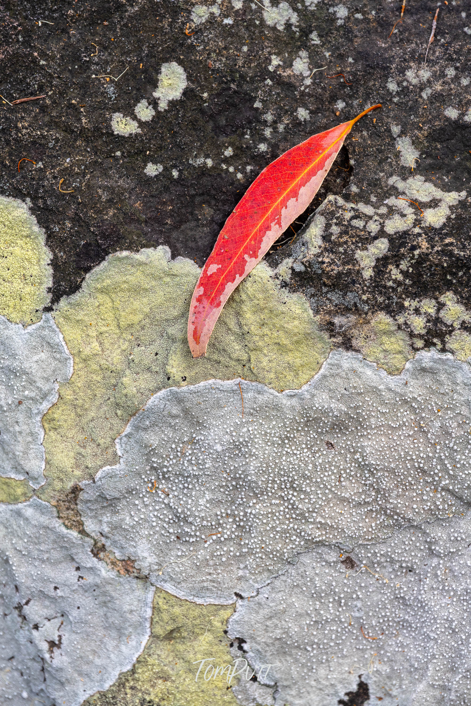 A Touch of Red, Carnarvon Gorge