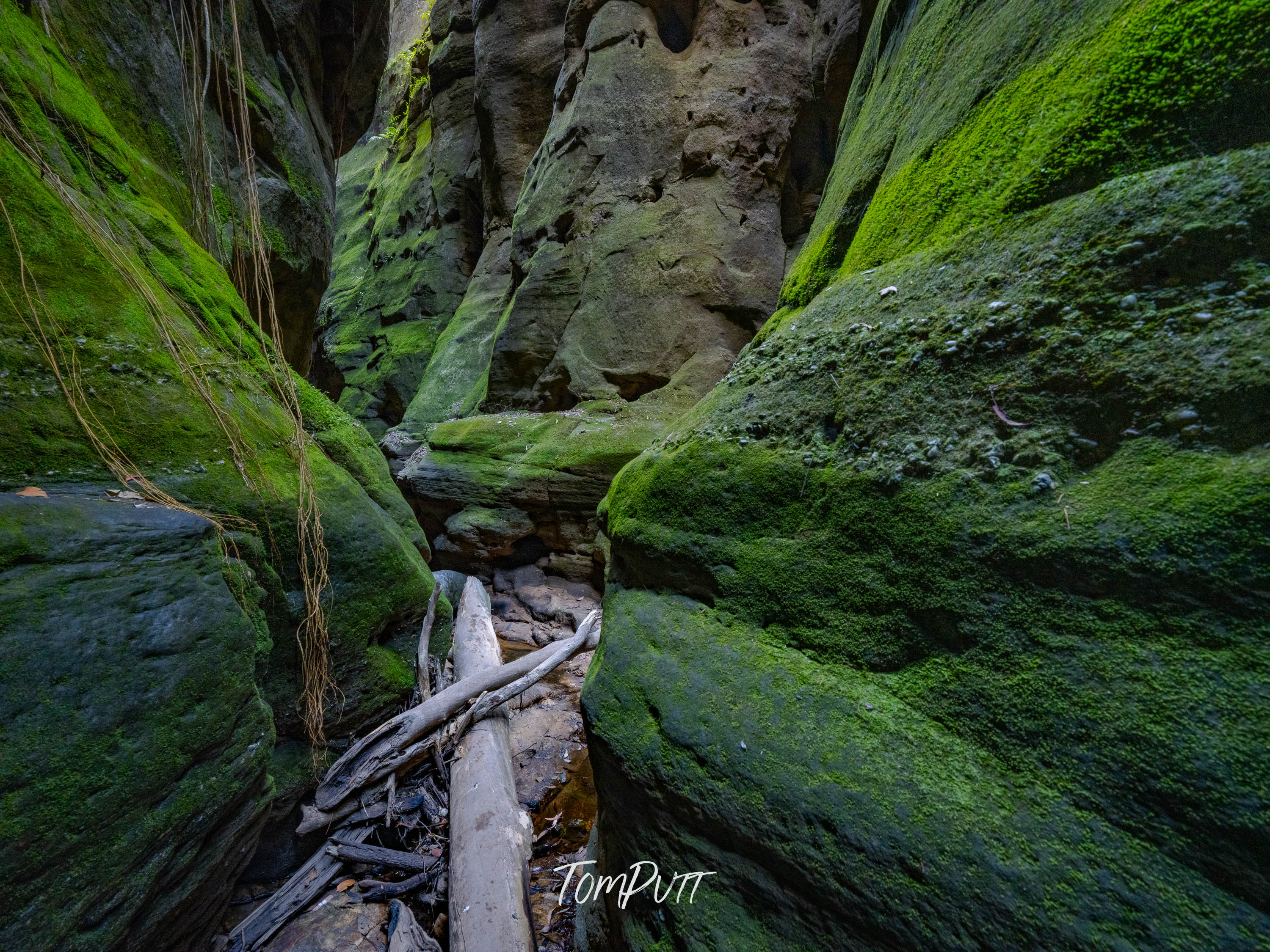 Green Passage, Carnarvon Gorge