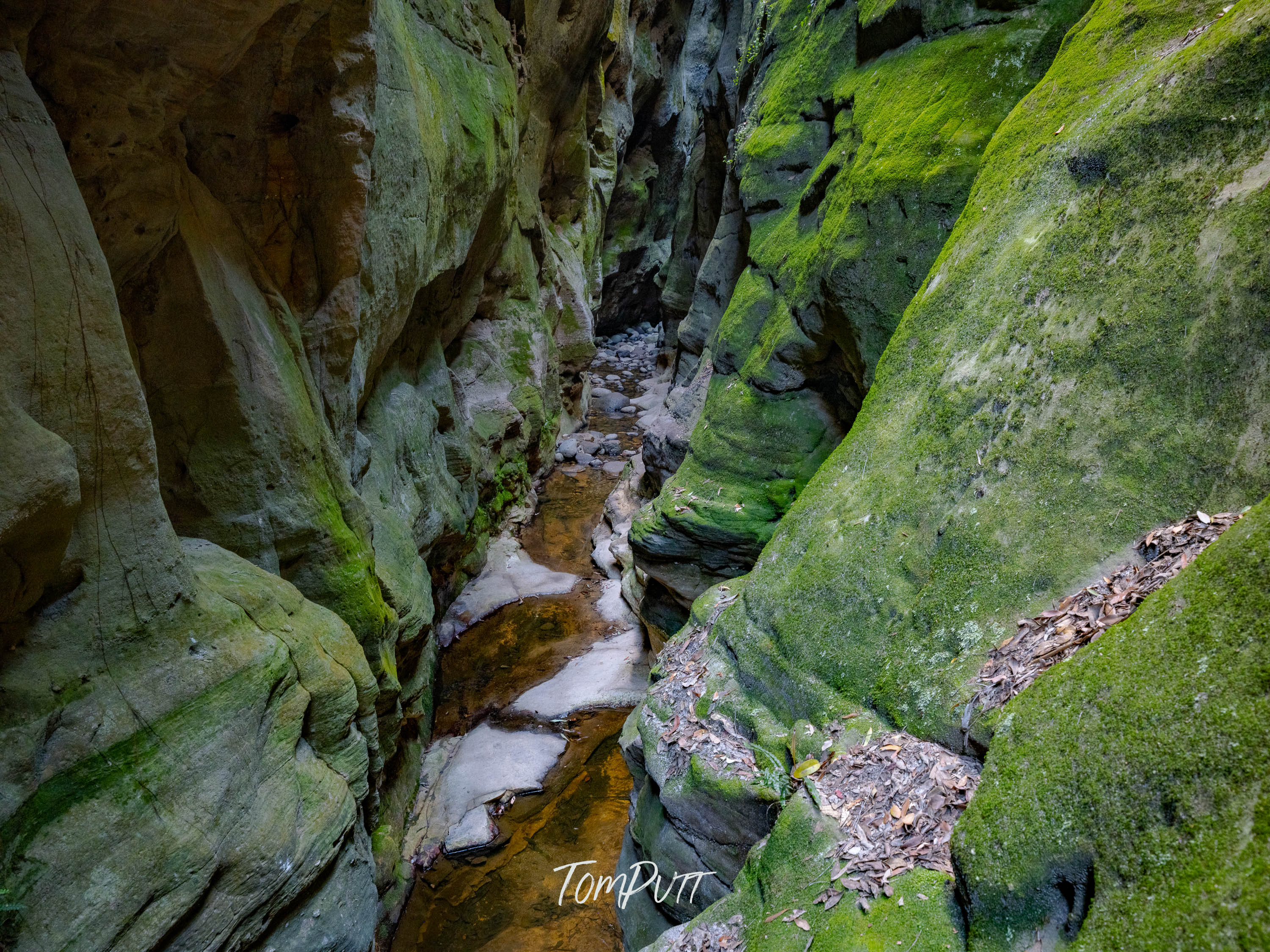 Between Moss-Draped Walls, Carnarvon Gorge