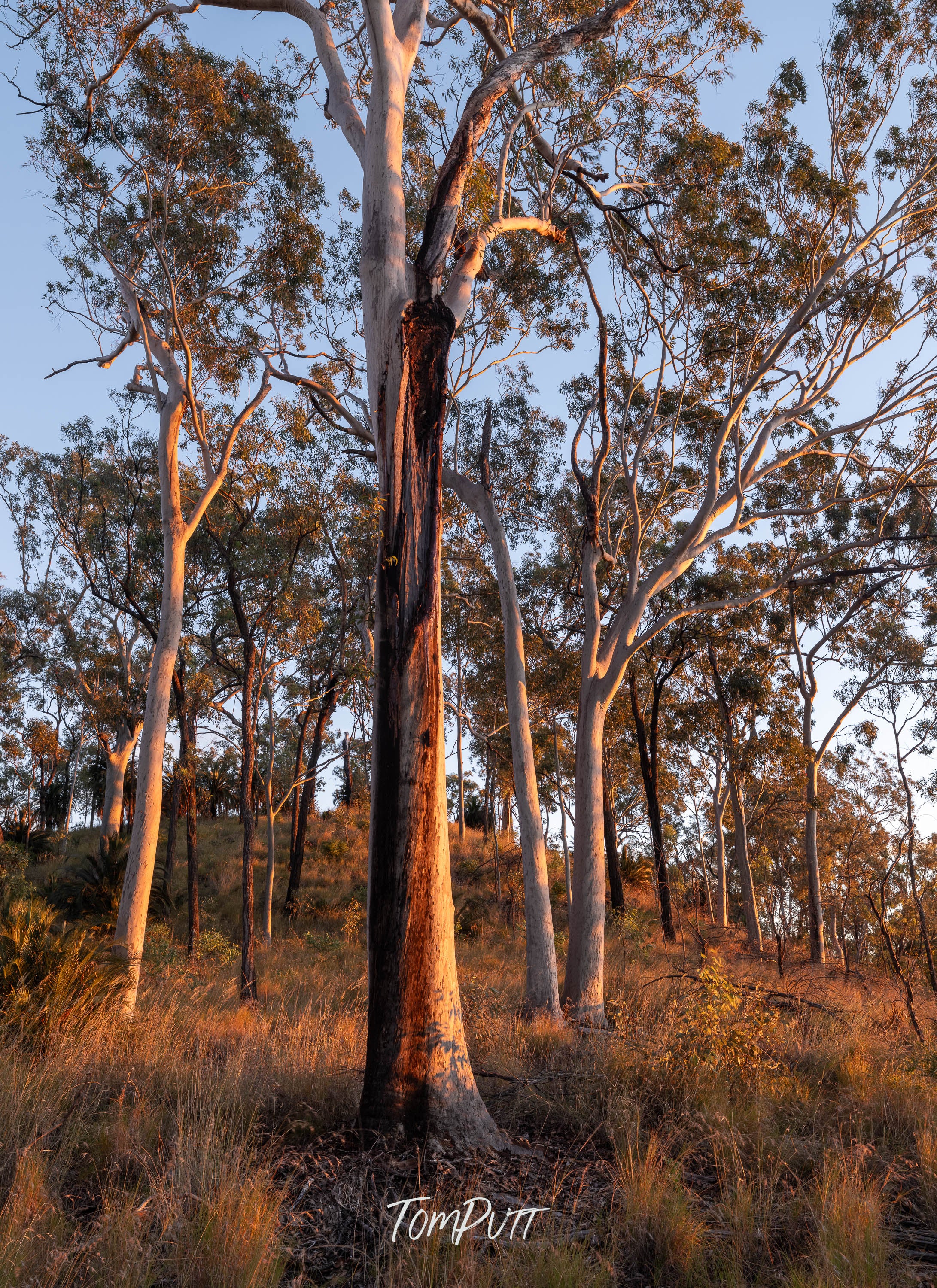 Carnarvon Gorge at Dusk