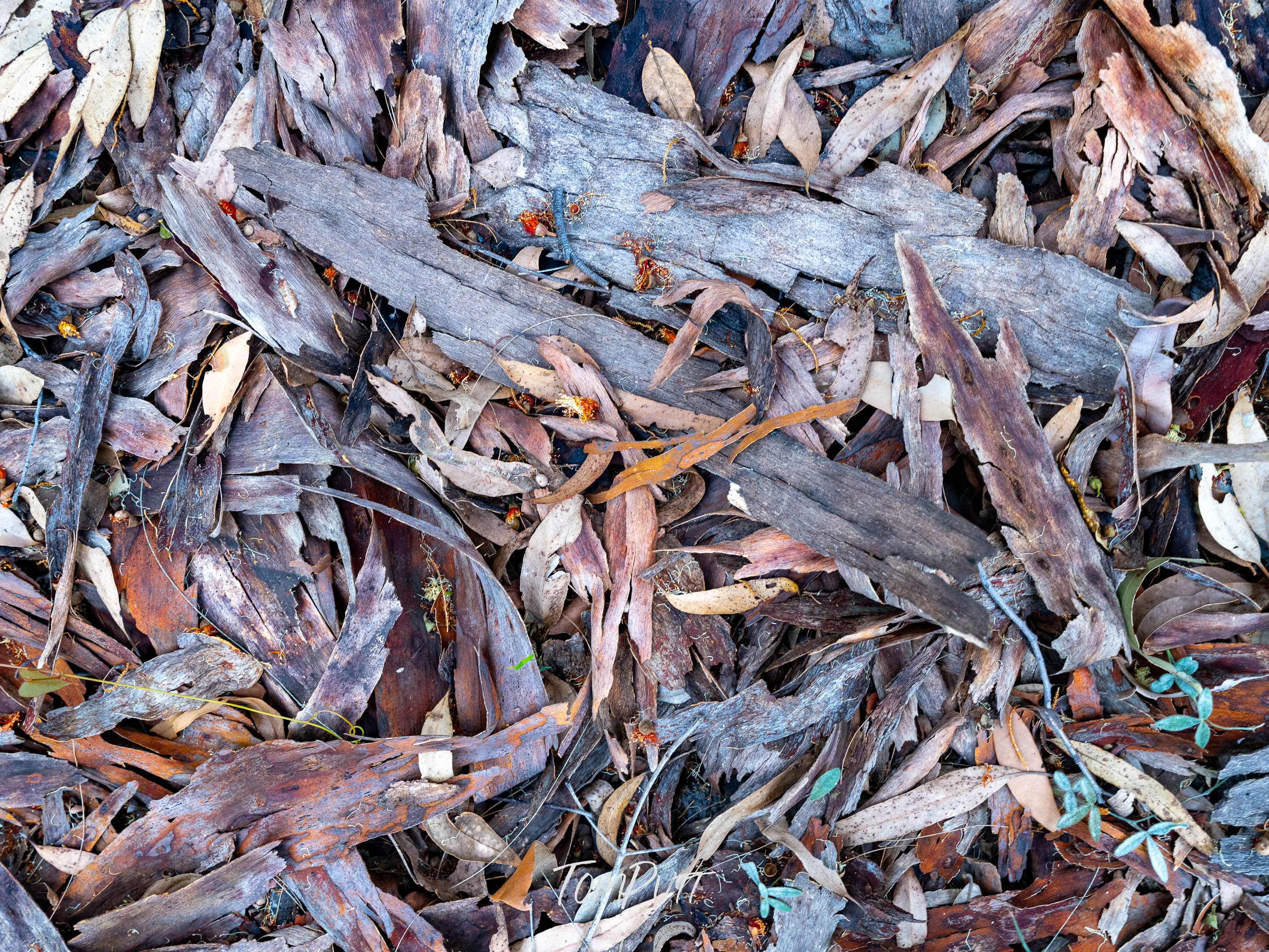 Bark Palette, Carnarvon Gorge