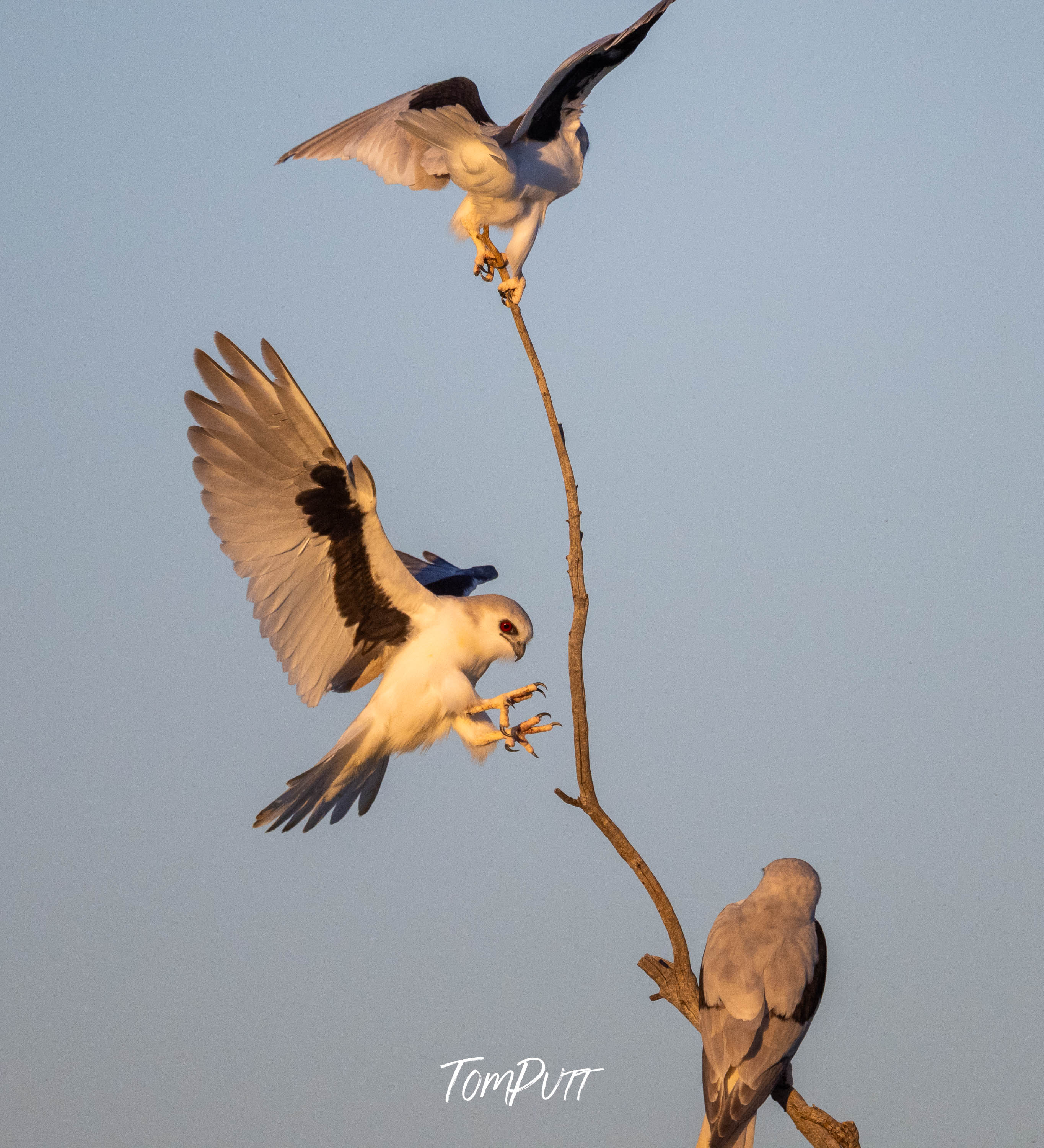 Letter-Winged Kite Trio