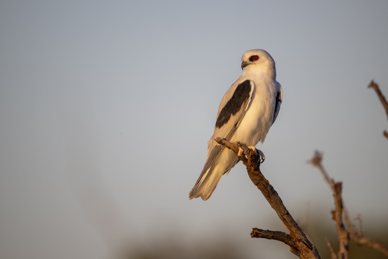 The Watchful Letter-Winged Kite