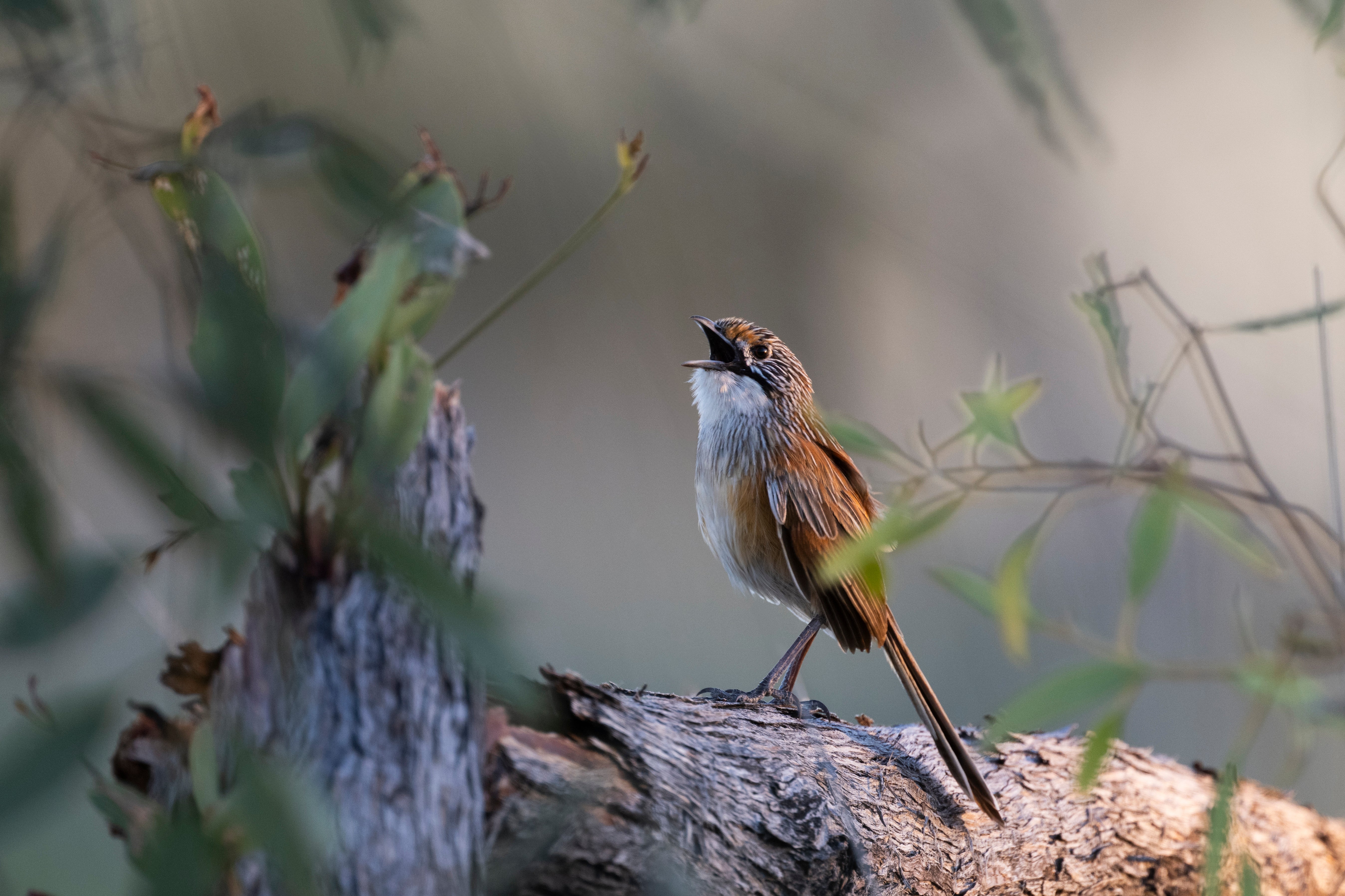 Song of the Opalton Grasswren