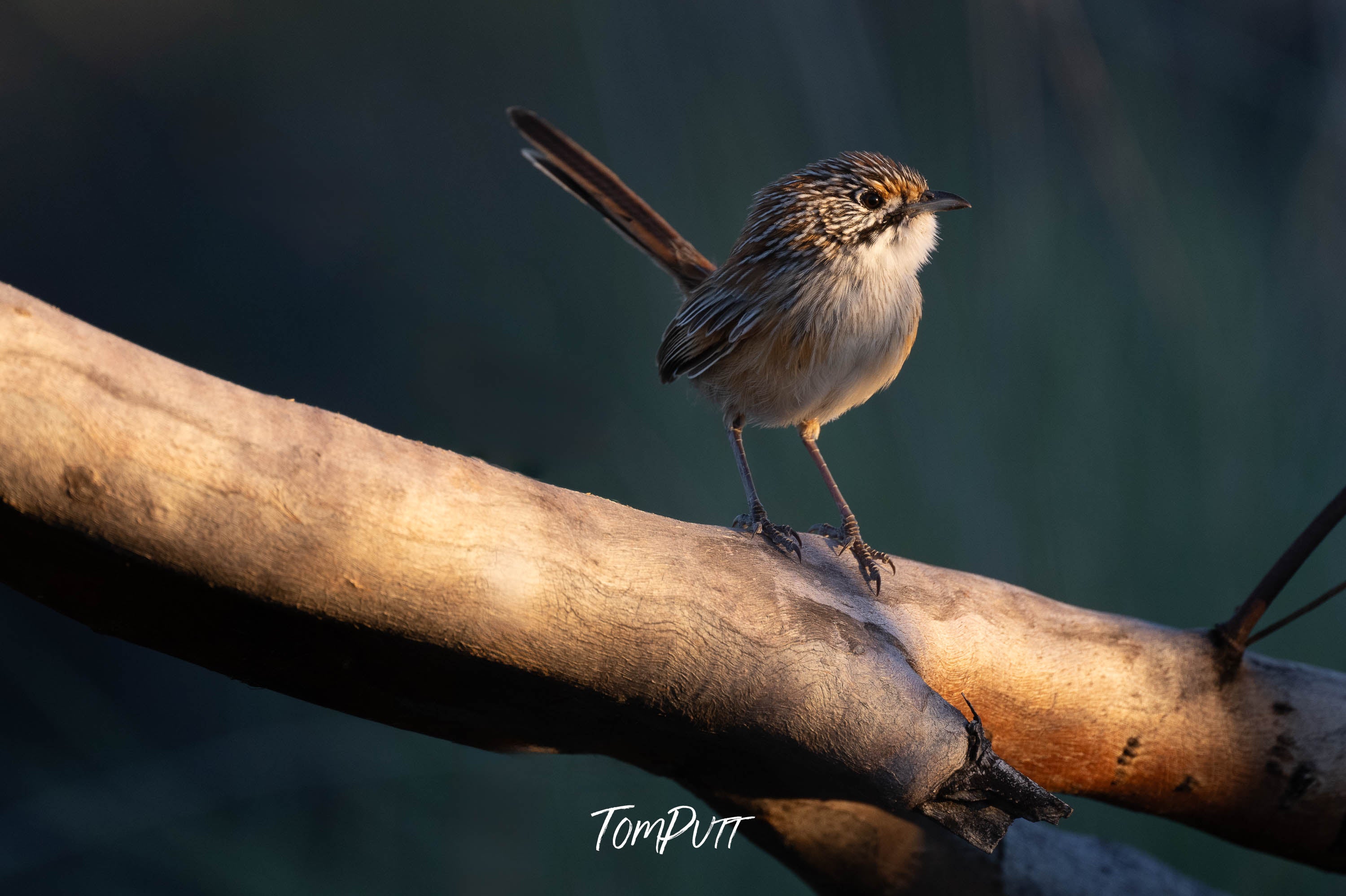 Opalton Grasswren
