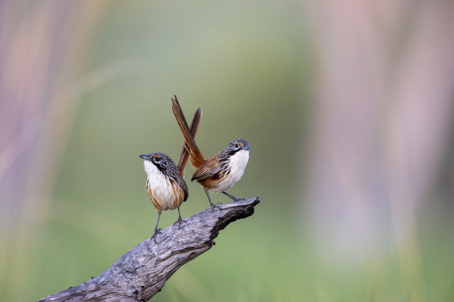 Perched Carpentarian Grasswrens