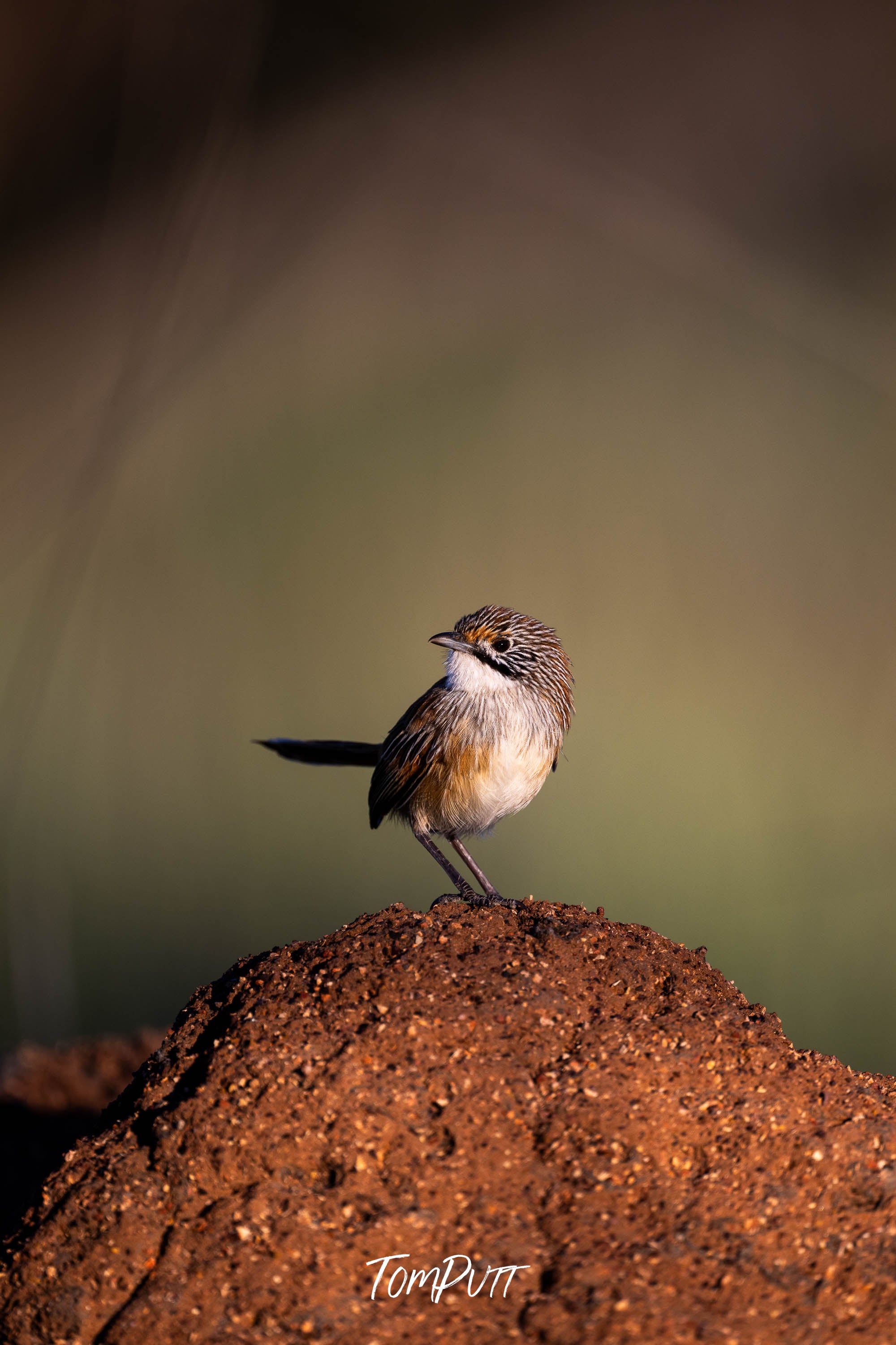 Opalton Grasswren: Look Behind You