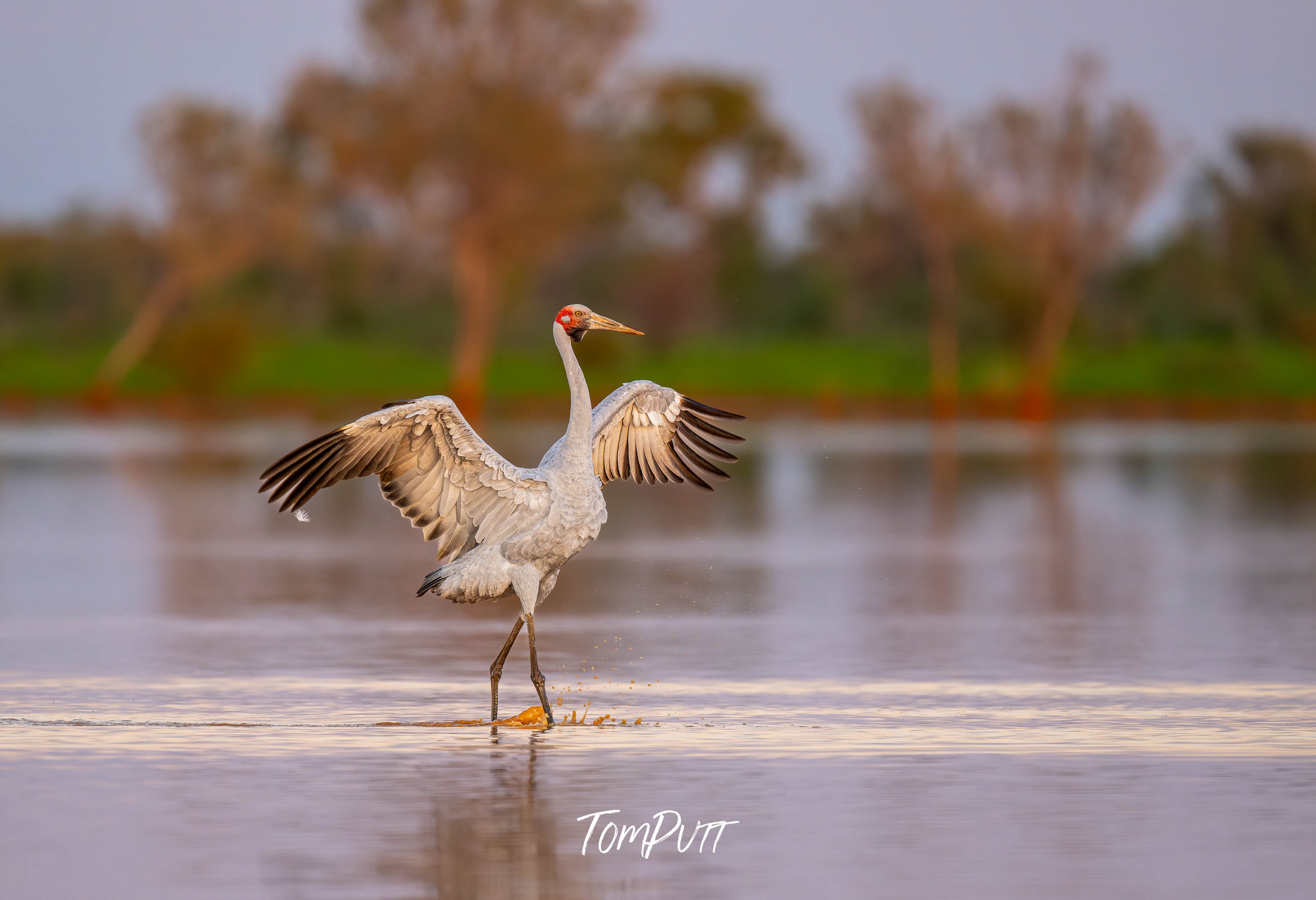 Strutting Brolga