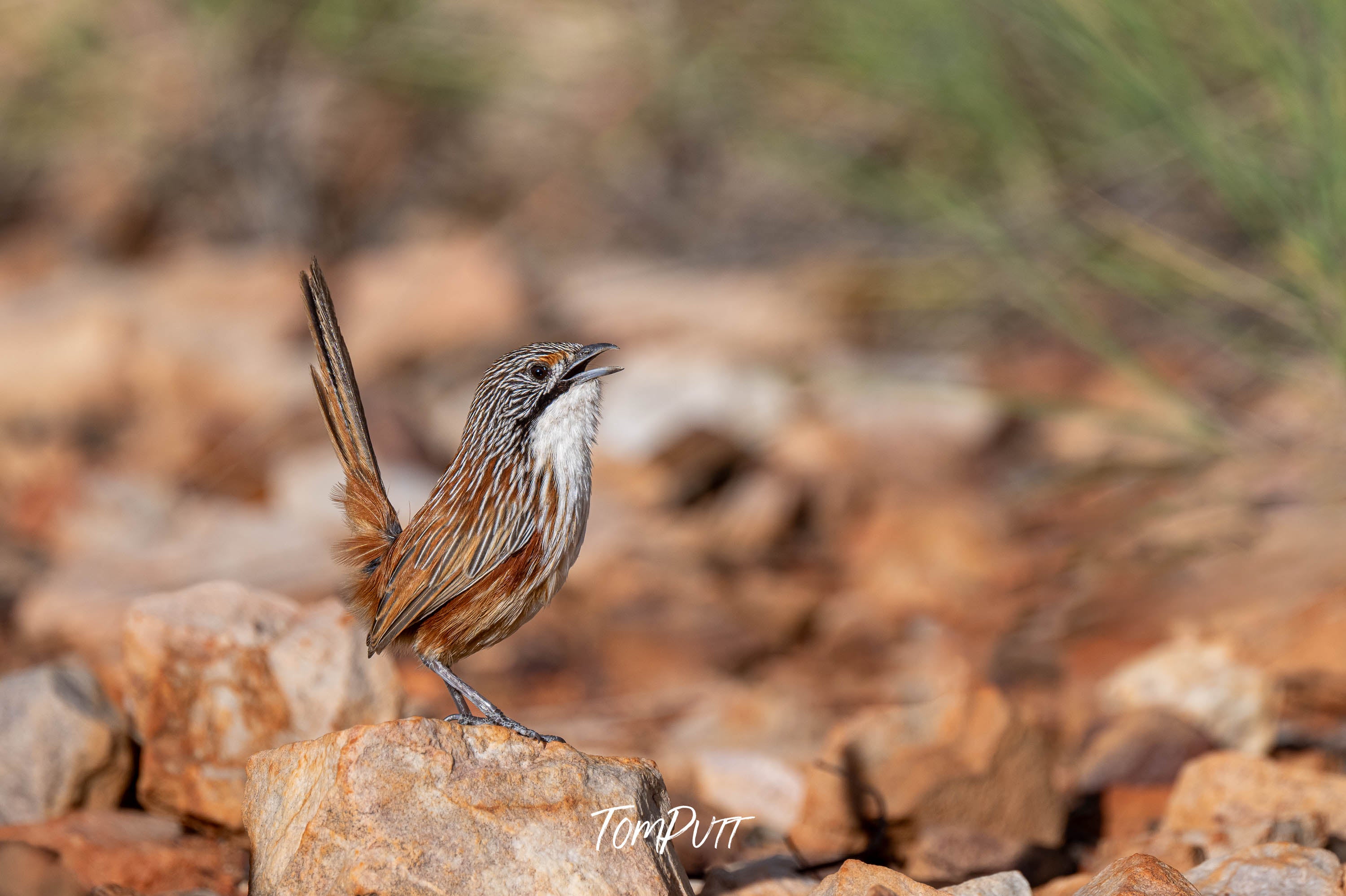 Song of the Carpentarian Grasswren