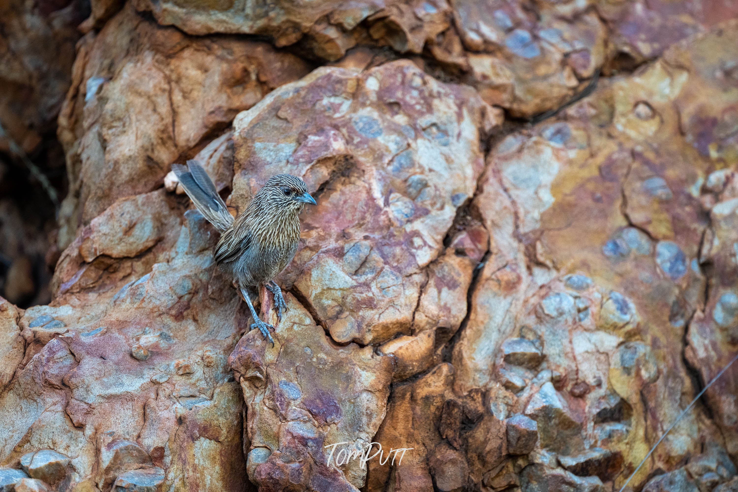 Hanging On. Kalkadoon Grasswren
