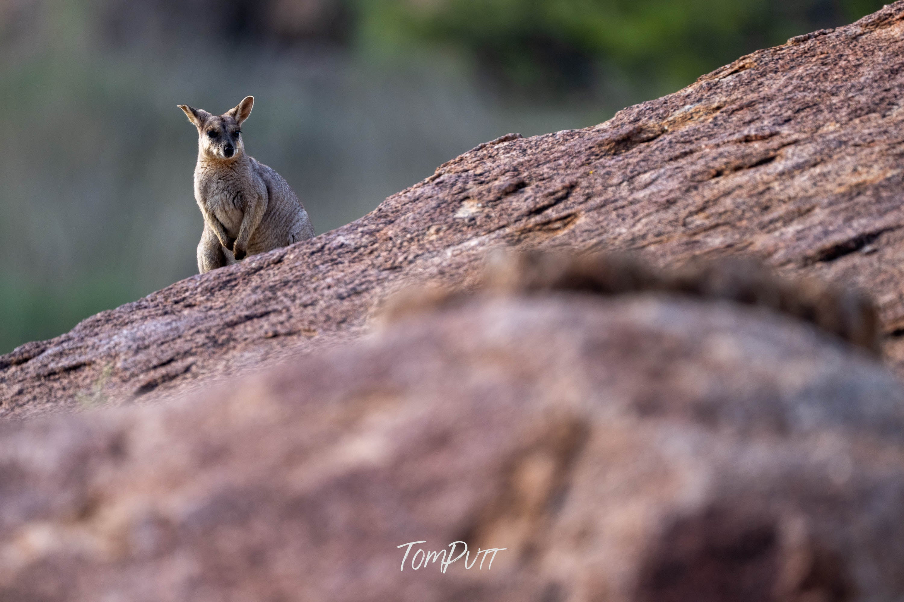 Peeking. Purple-Necked Rock Wallaby
