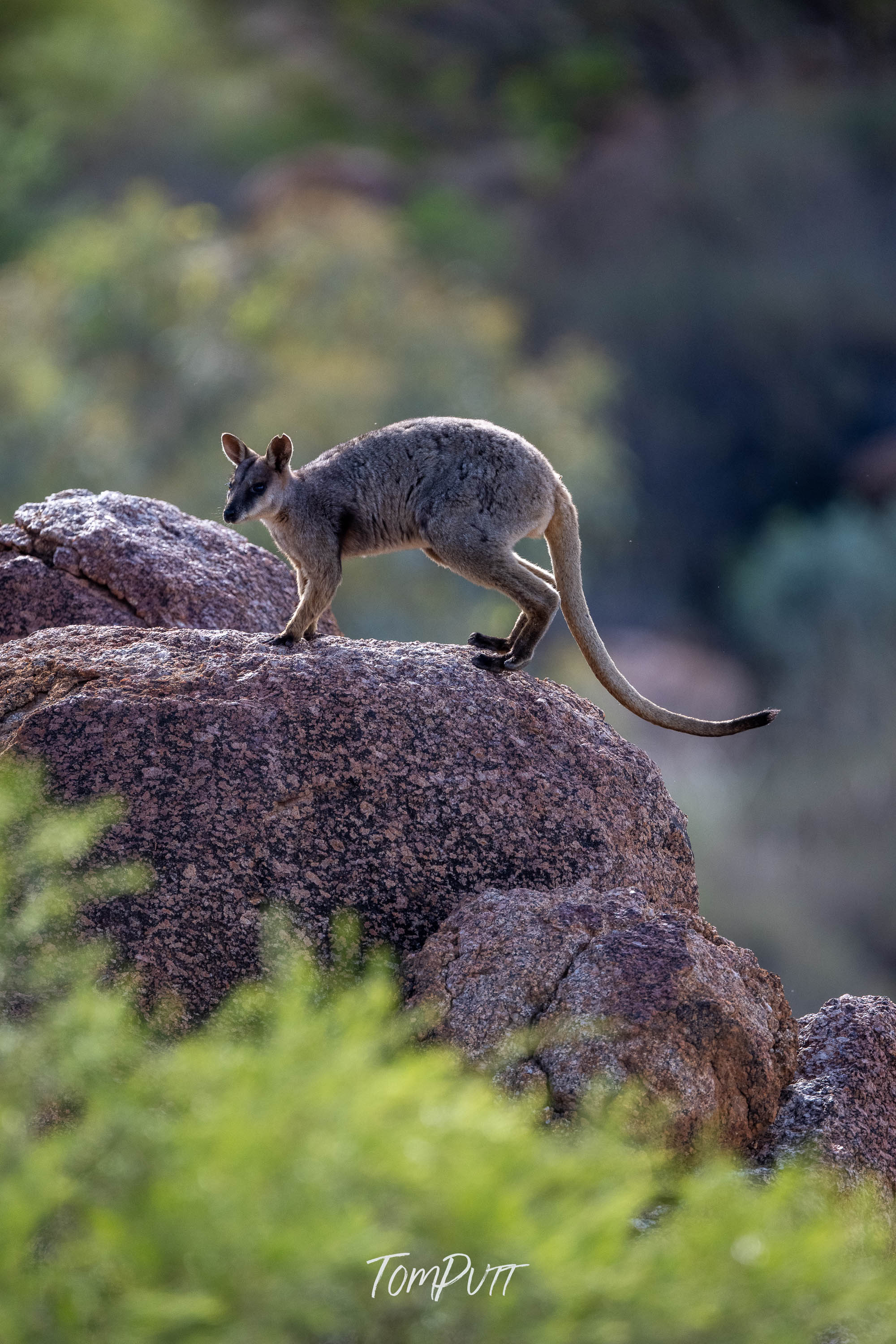 Hopping. Purple-Necked Rock Wallaby