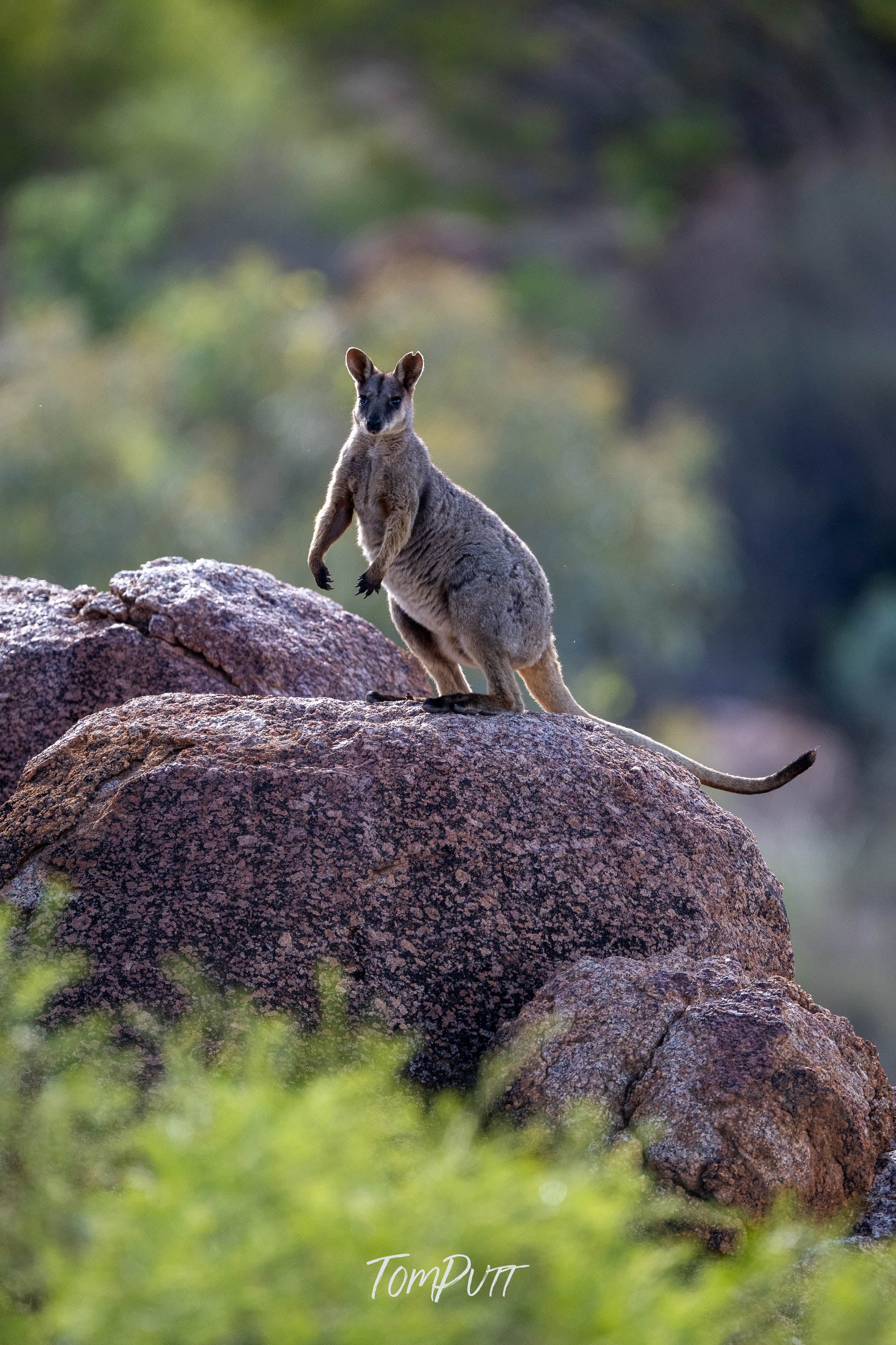 Sentinel. Purple-Necked Rock Wallaby
