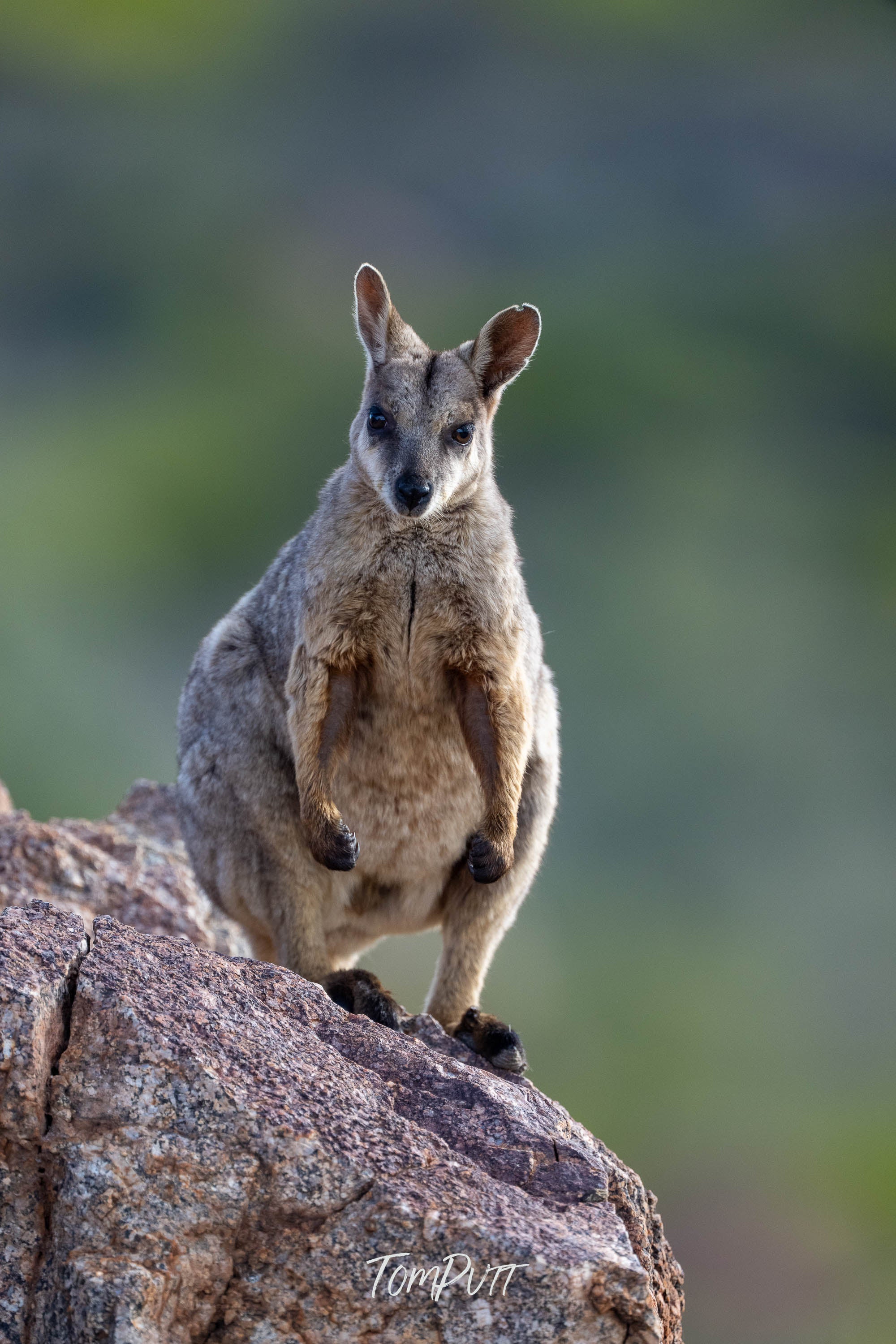 Ready. Purple-Necked Rock Wallaby