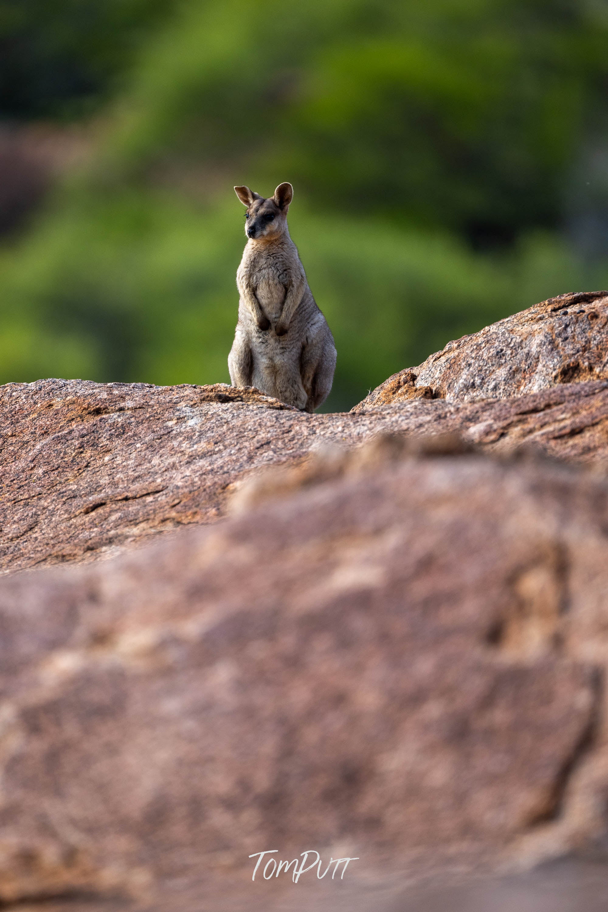 Lookout. Purple-Necked Rock Wallaby