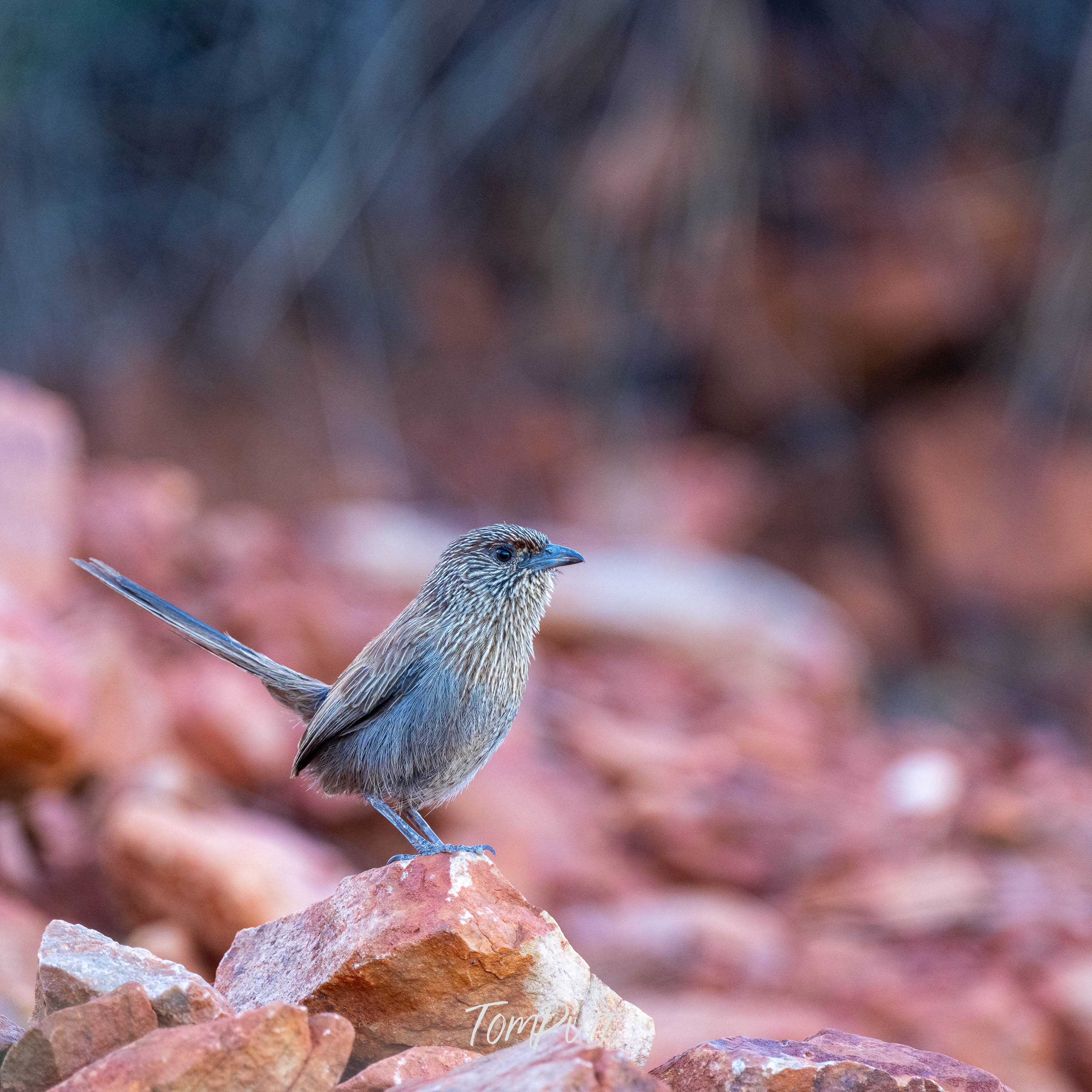 Vigilance. Kalkadoon Grasswren