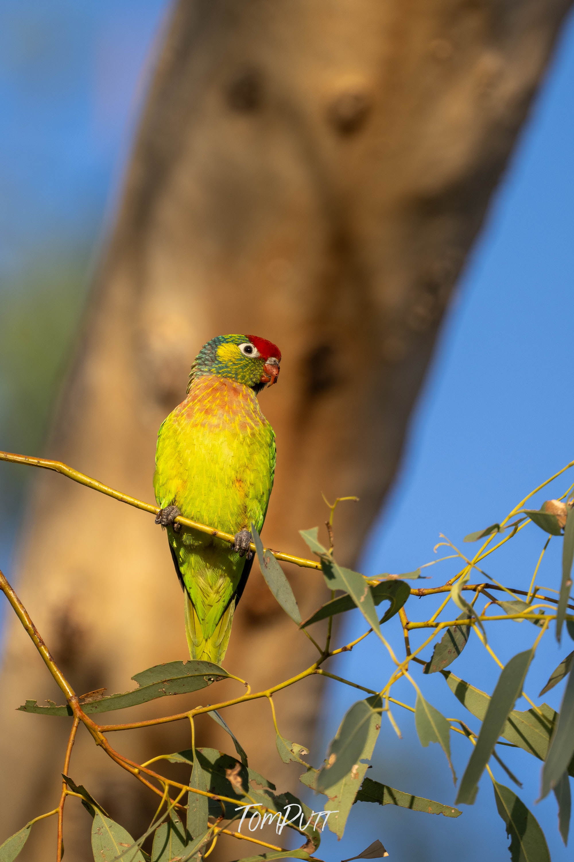 Sunlit Perch. Varied Lorikeet