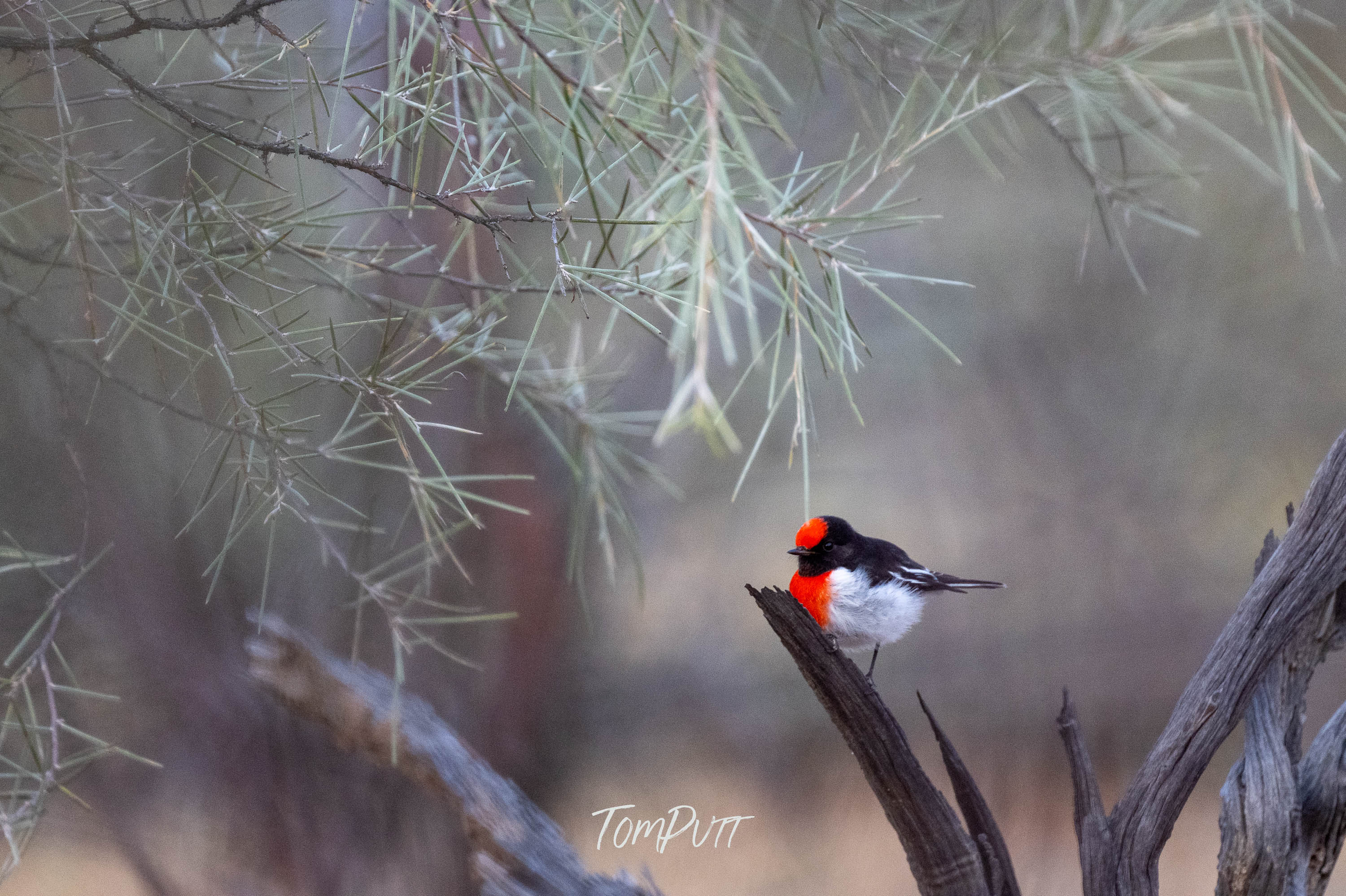 Standing Out. Red-Capped Robin