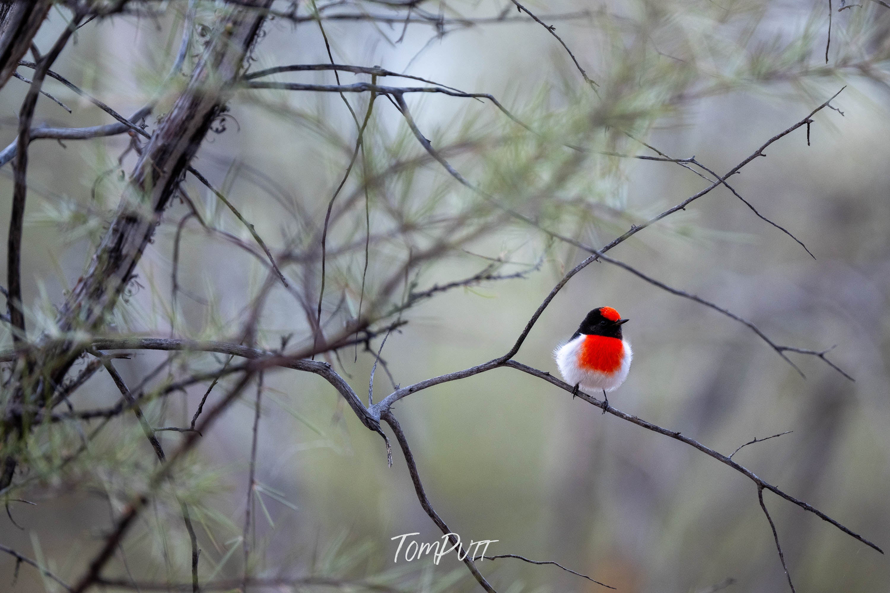 Perched and Ready. Red-Capped Robin