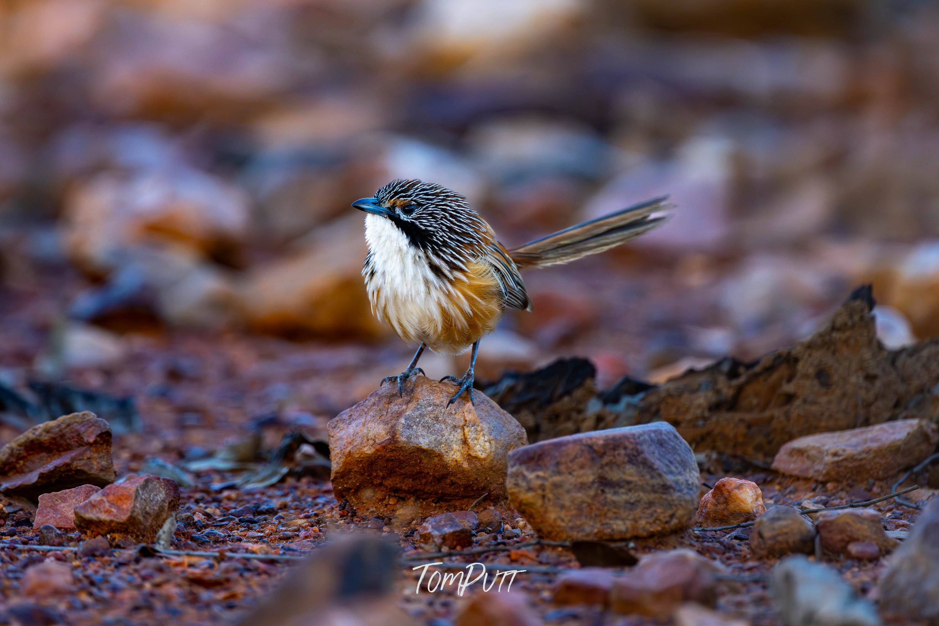 Carpentarian Grasswren on the Rocks